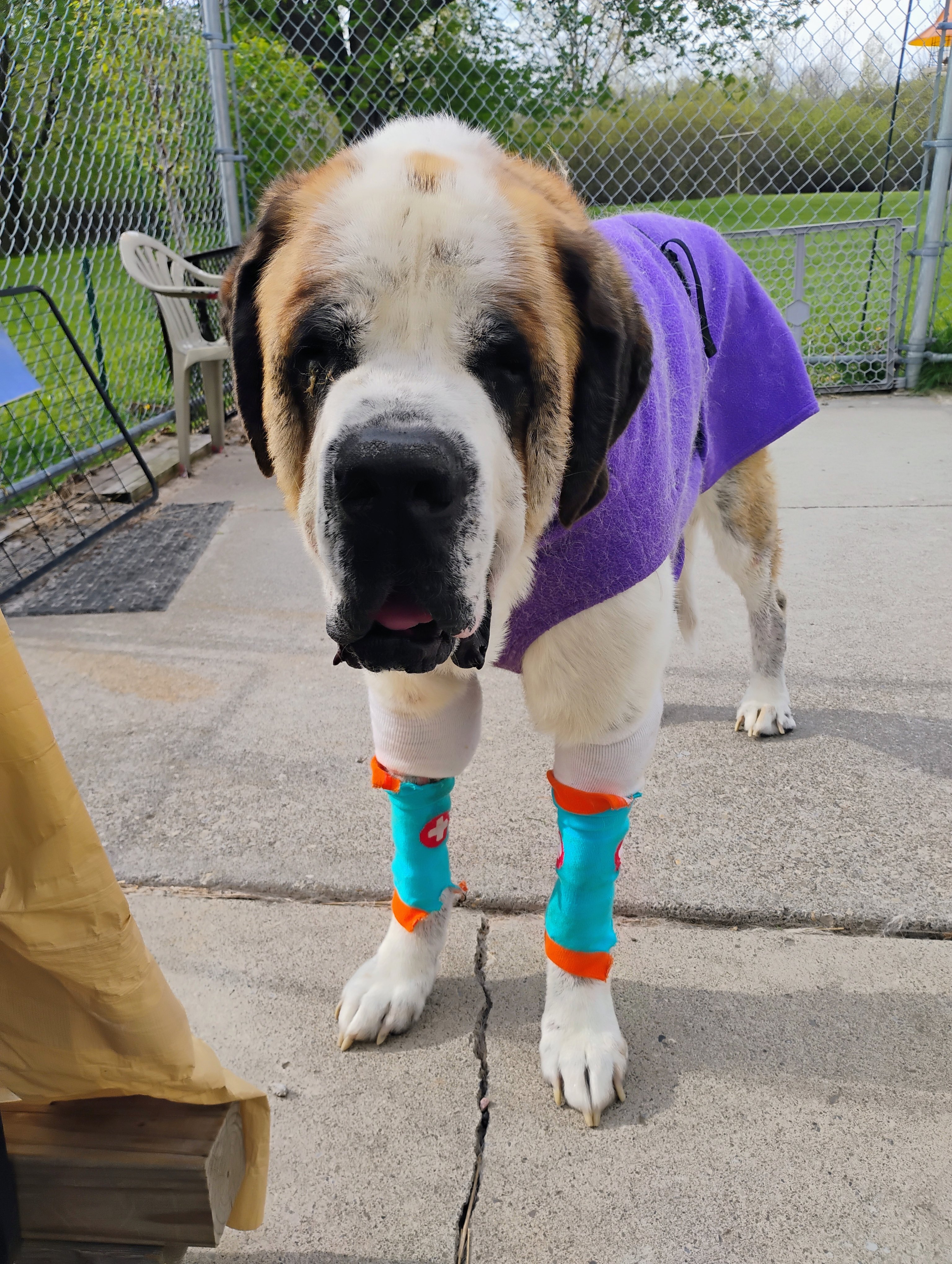 Help Lisa Care for Her Beloved Saint Bernard campaign photo, 4 of 8