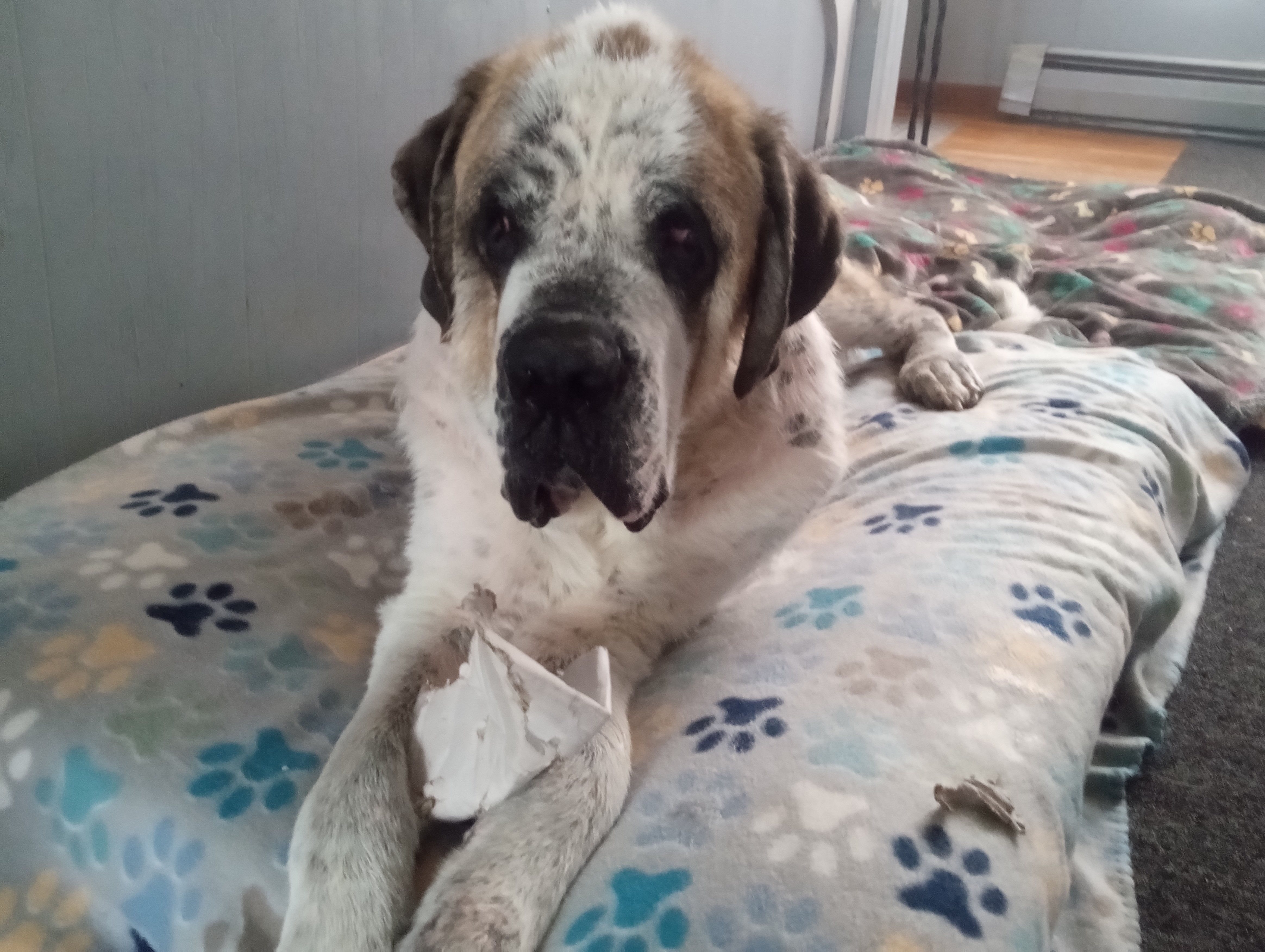 Help Lisa Care for Her Beloved Saint Bernard campaign photo, 6 of 8