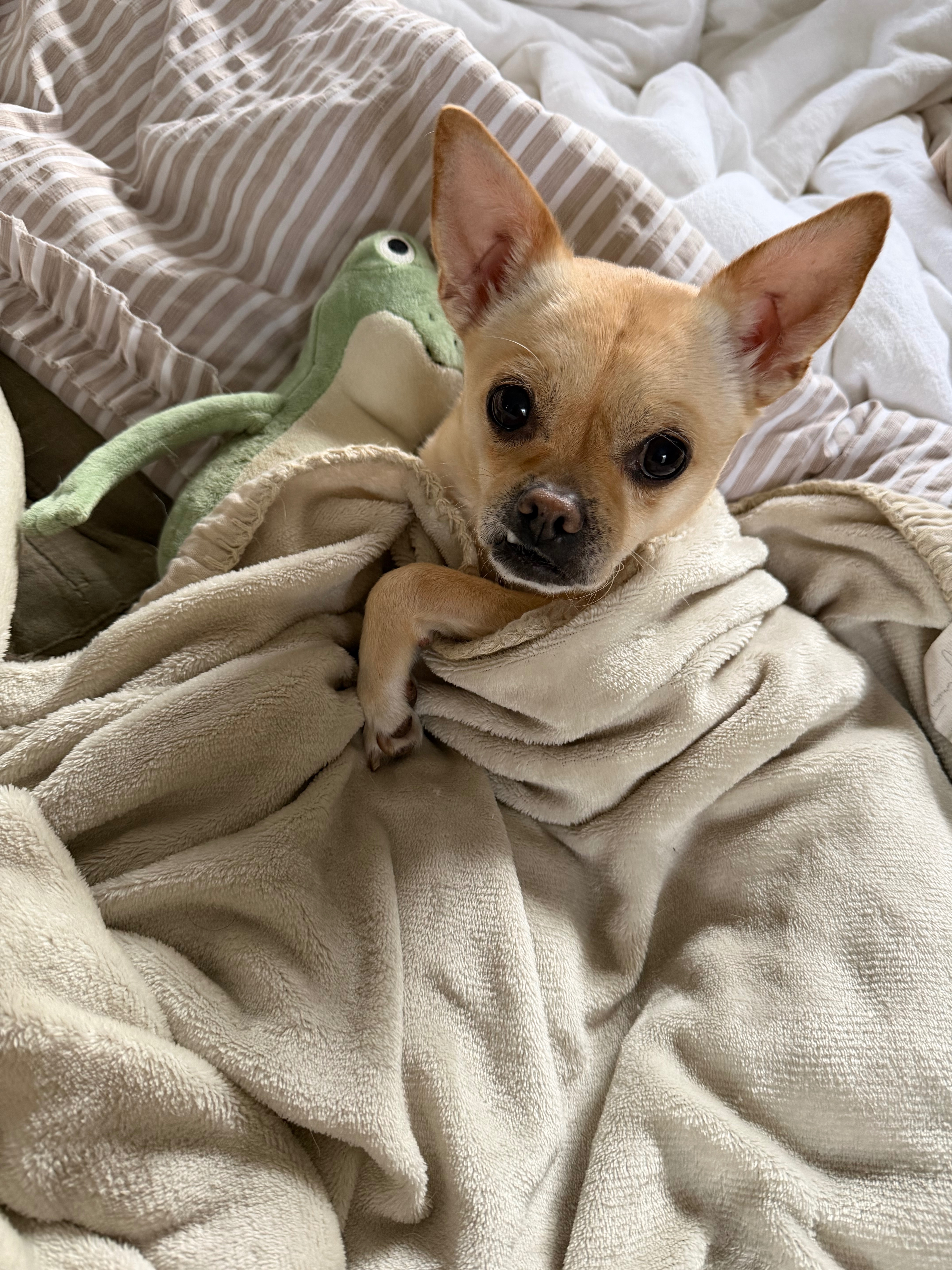 Support Tino’s Life-Saving Treatment campaign photo, 5 of 8