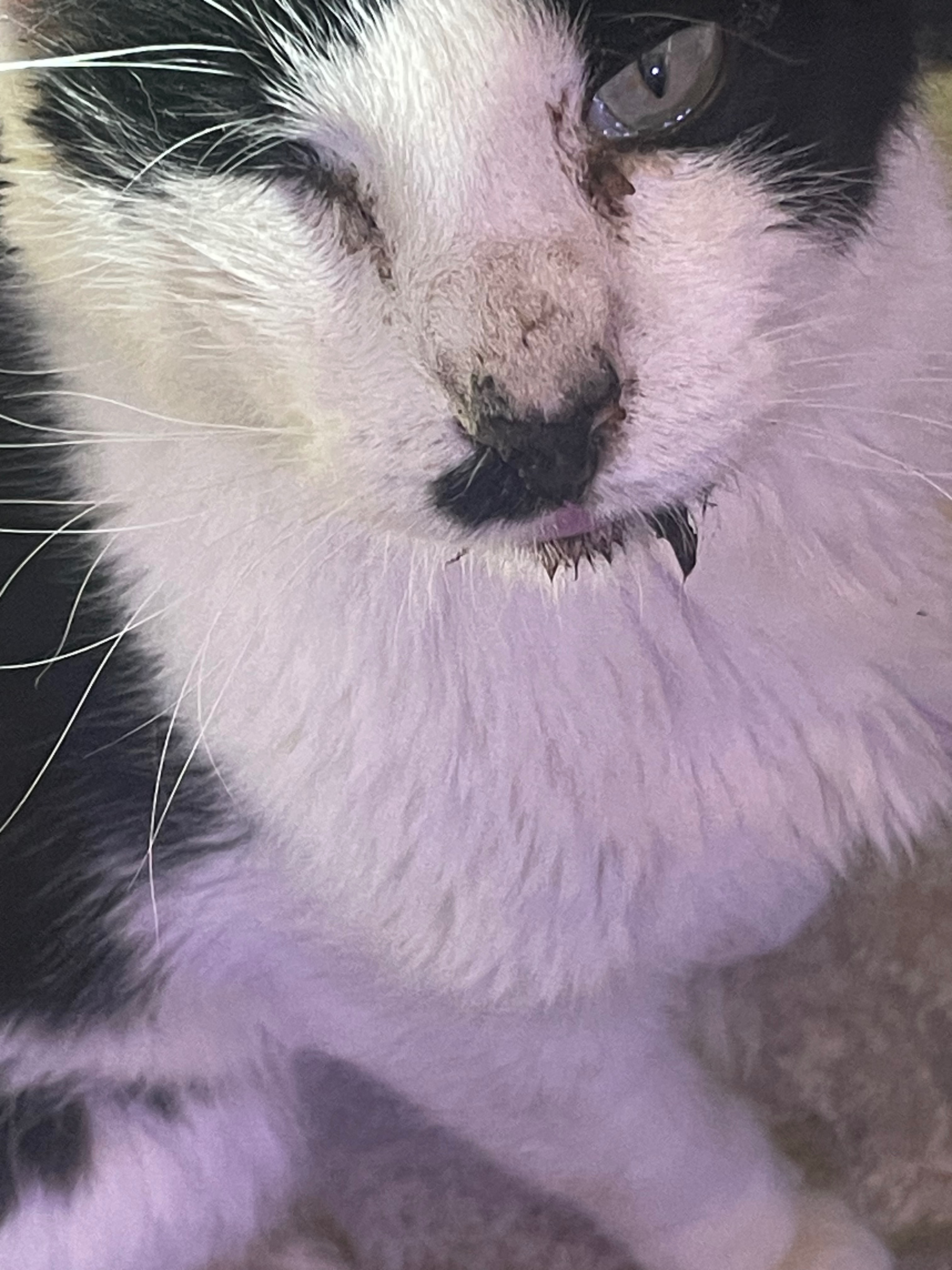 Help Snoopy the Cat Get Dental Surgery campaign photo, 6 of 7