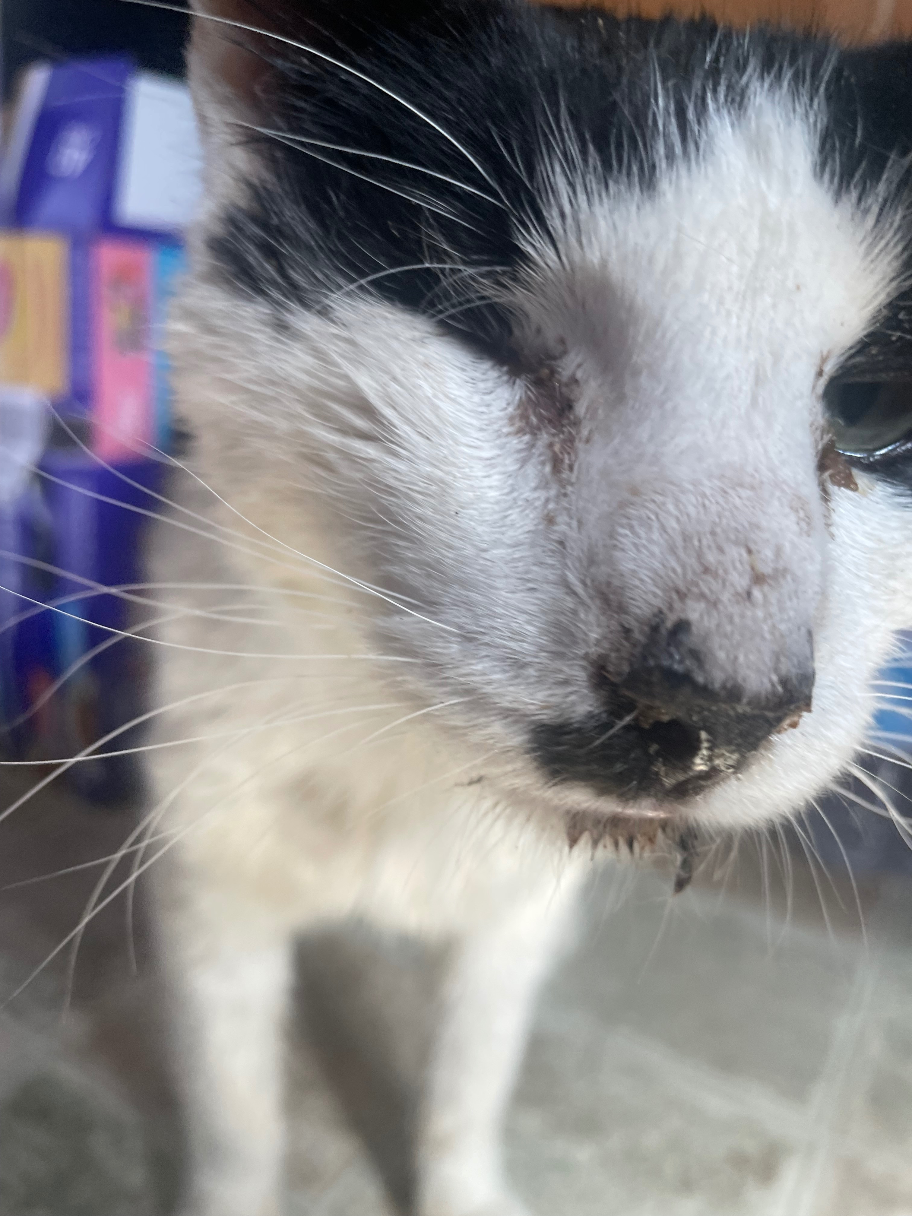 Help Snoopy the Cat Get Dental Surgery campaign photo, 2 of 7