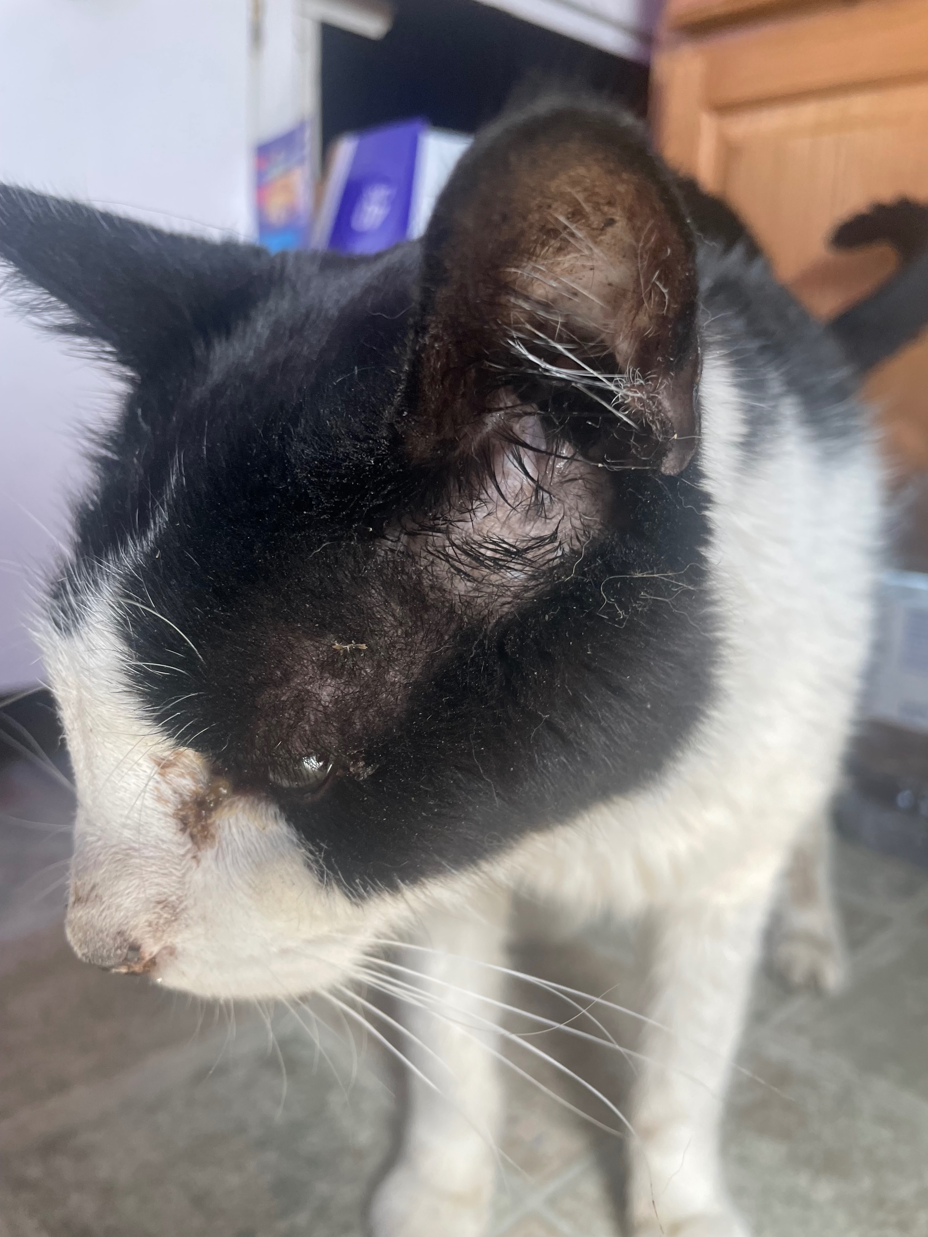 Help Snoopy the Cat Get Dental Surgery campaign photo, 4 of 7
