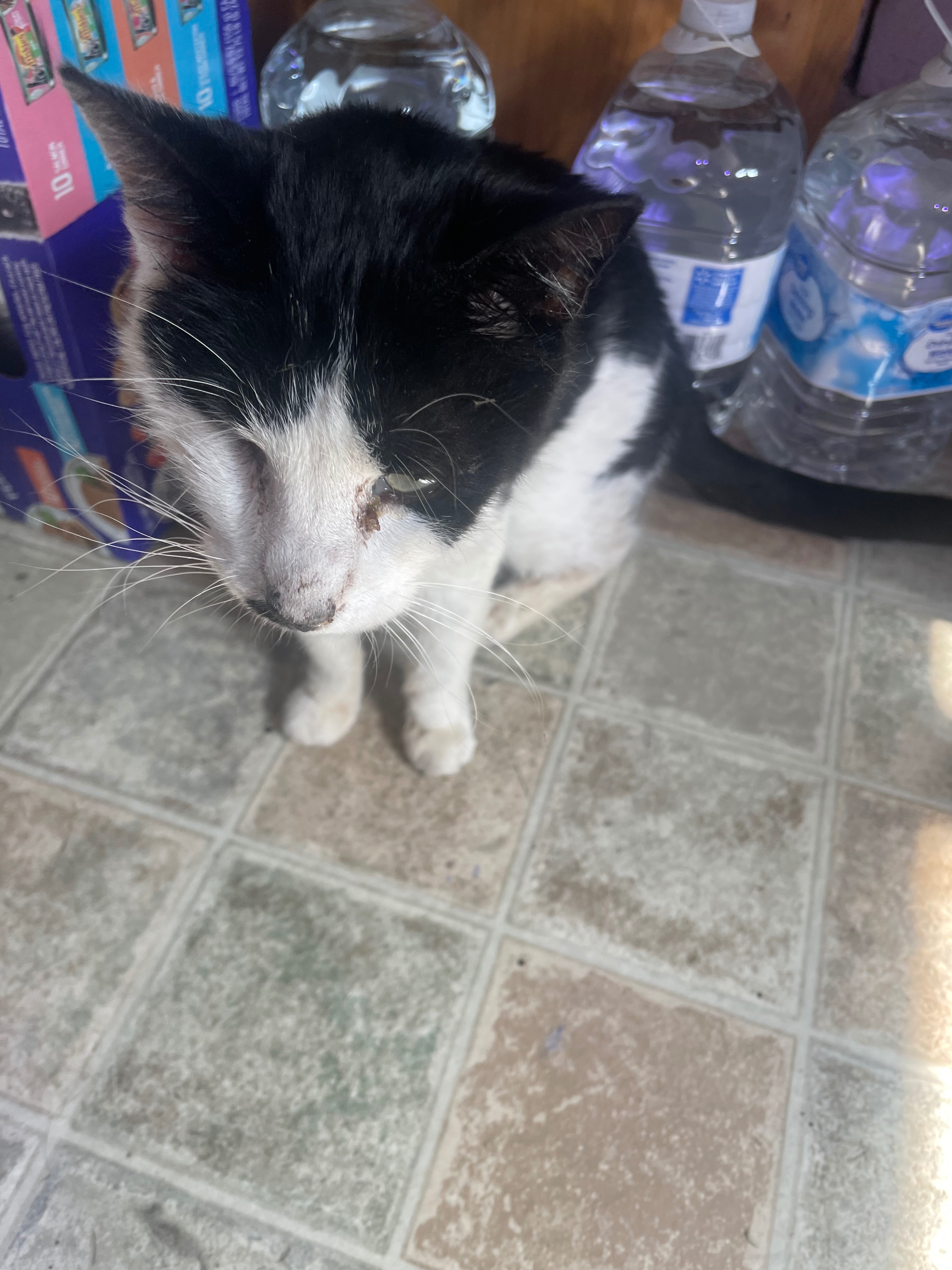 Help Snoopy the Cat Get Dental Surgery campaign photo, 5 of 7