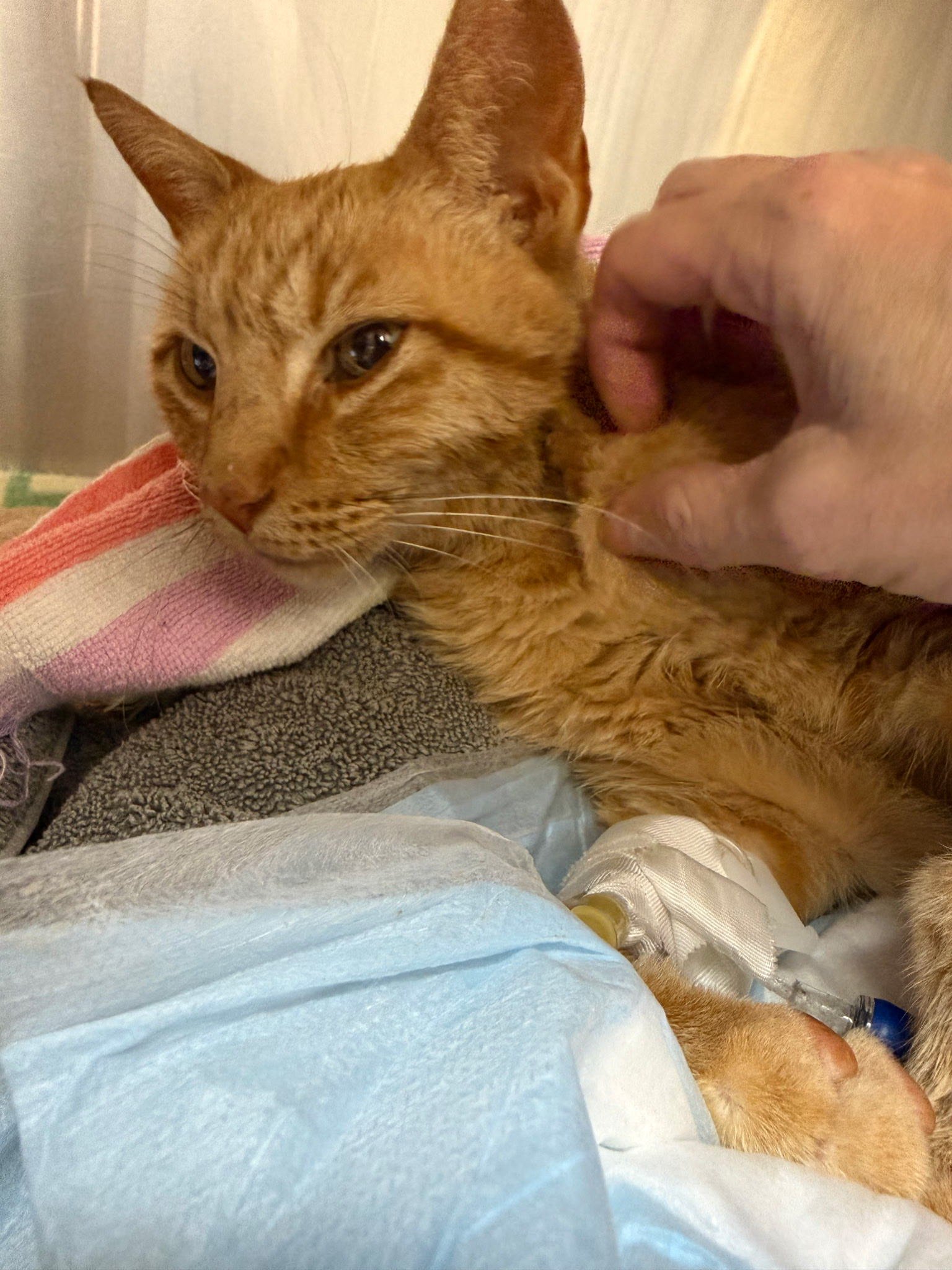 Help Gemini Save Tetty After Dog Attack campaign photo, 2 of 8