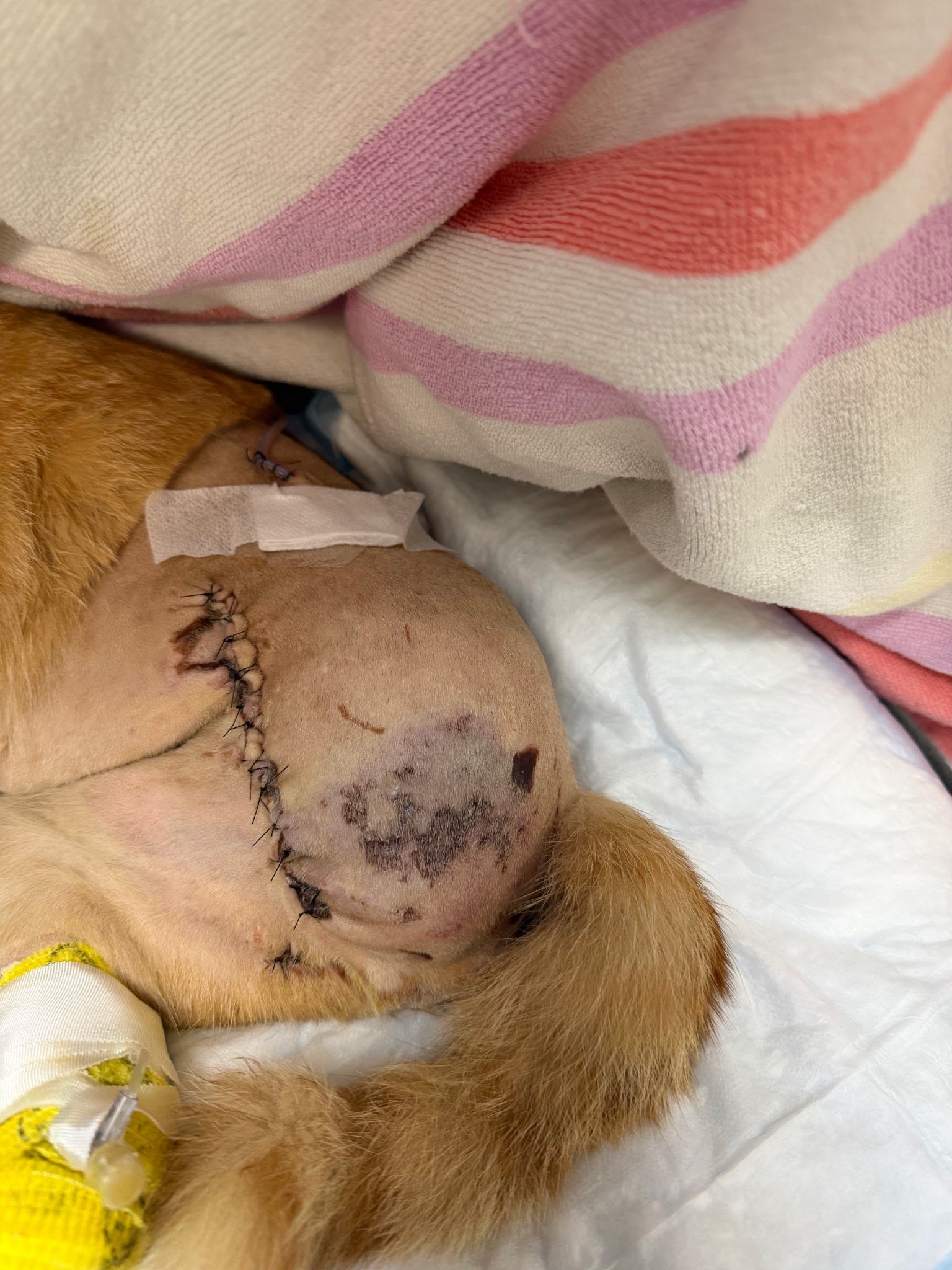 Help Gemini Save Tetty After Dog Attack campaign photo, 7 of 8