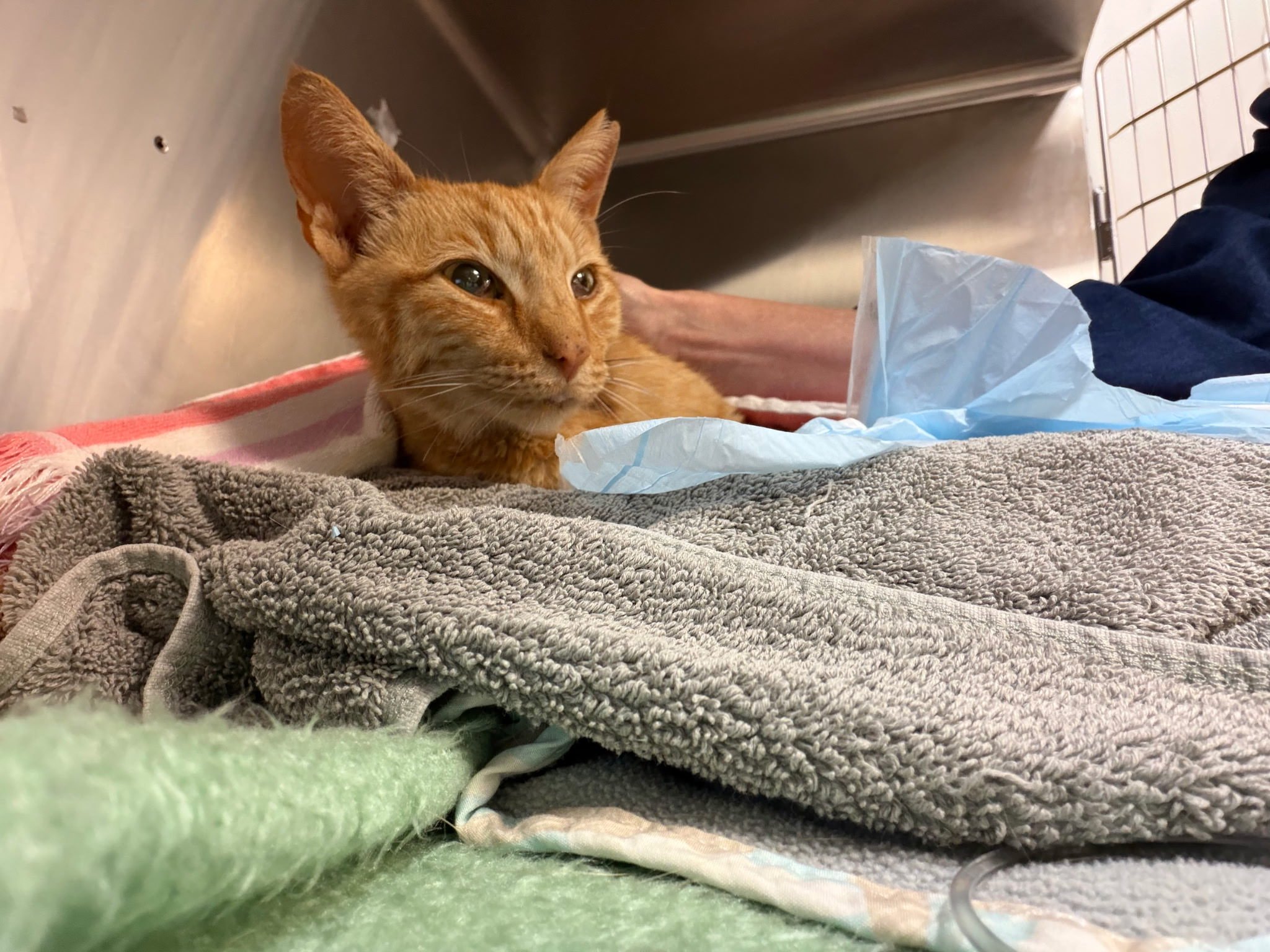 Help Gemini Save Tetty After Dog Attack campaign photo, 5 of 8