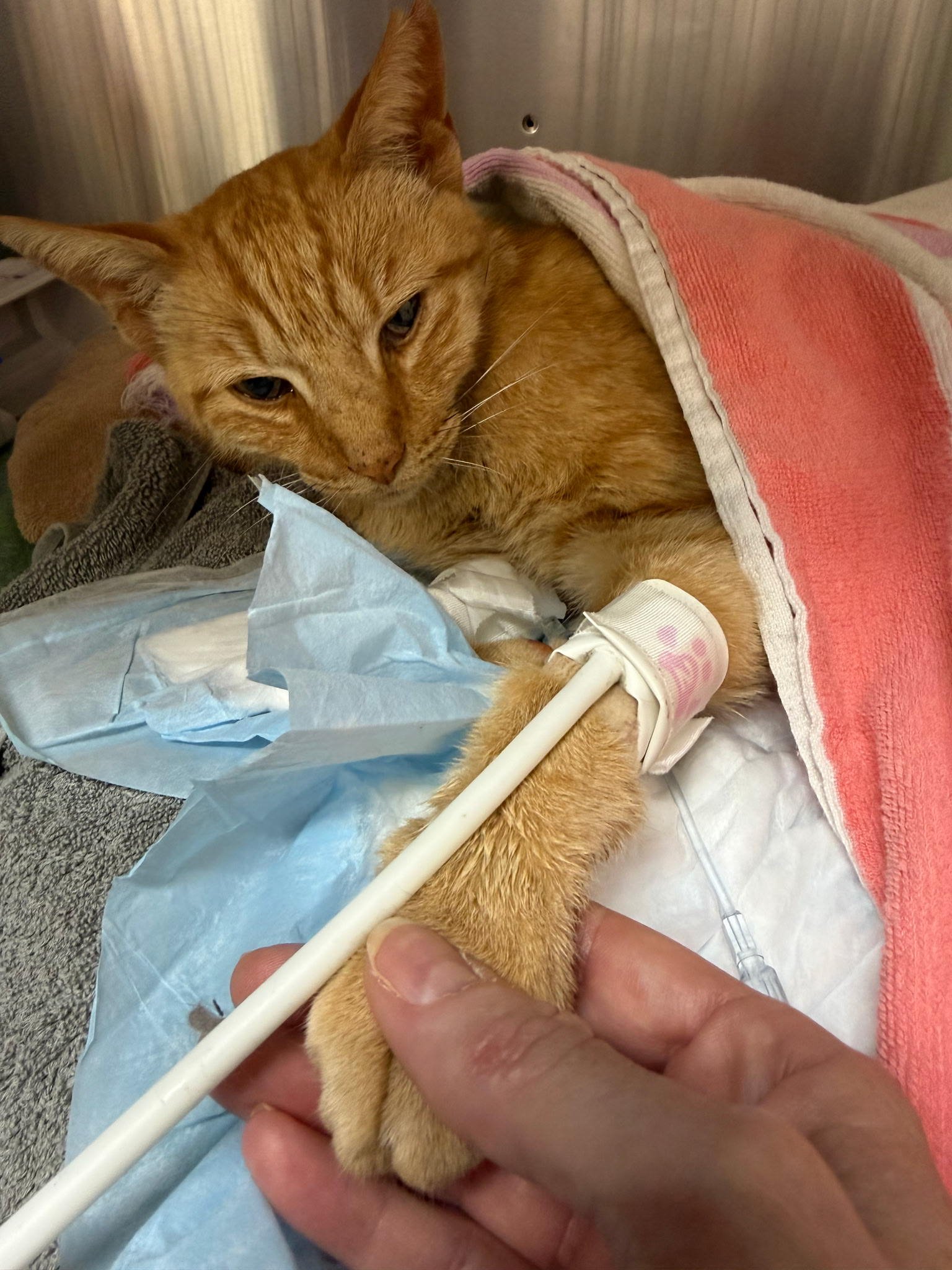 Help Gemini Save Tetty After Dog Attack campaign photo, 6 of 8