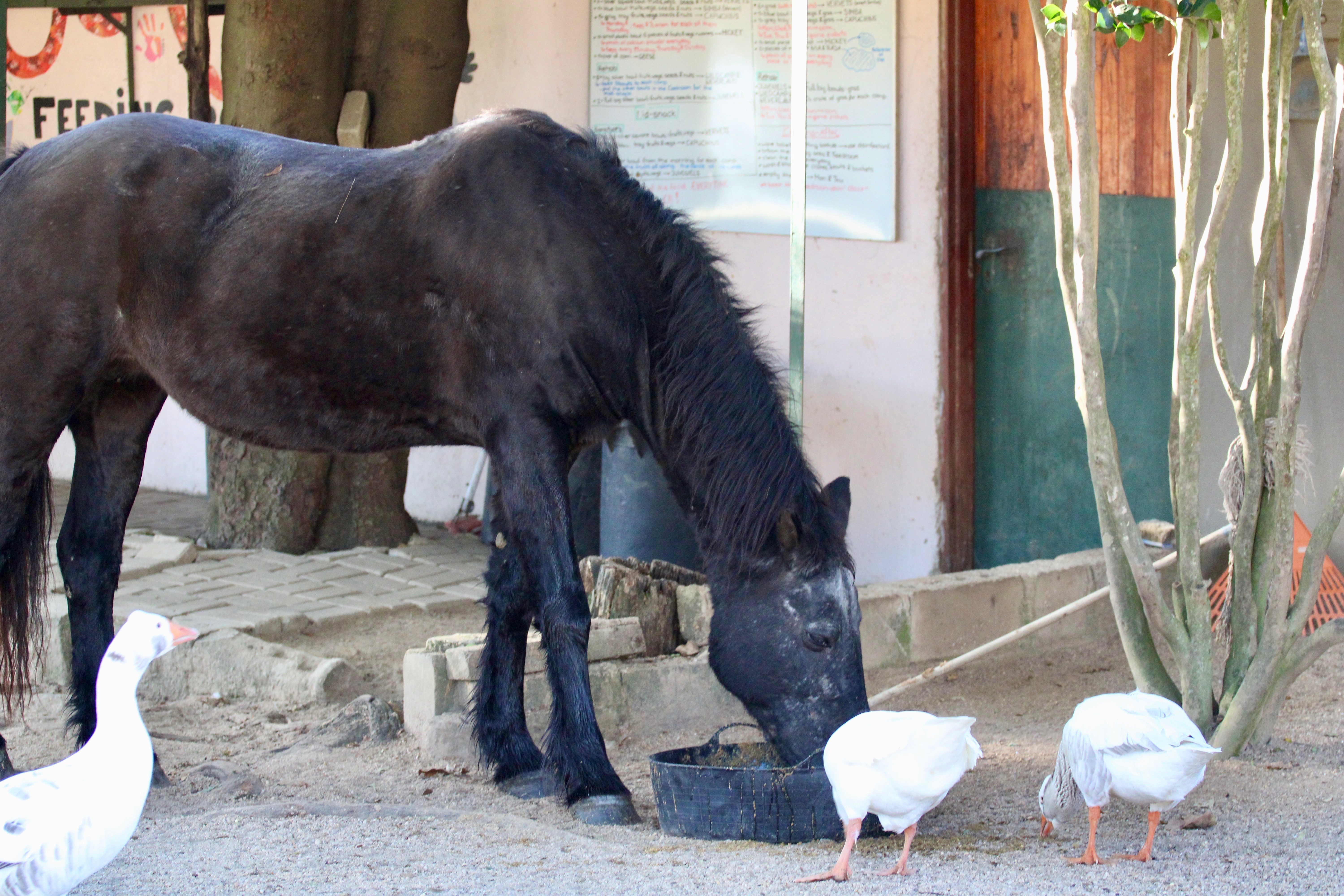 Help Us Feed the Wild Hearts in Our Care ❤️ campaign photo, 5 of 8
