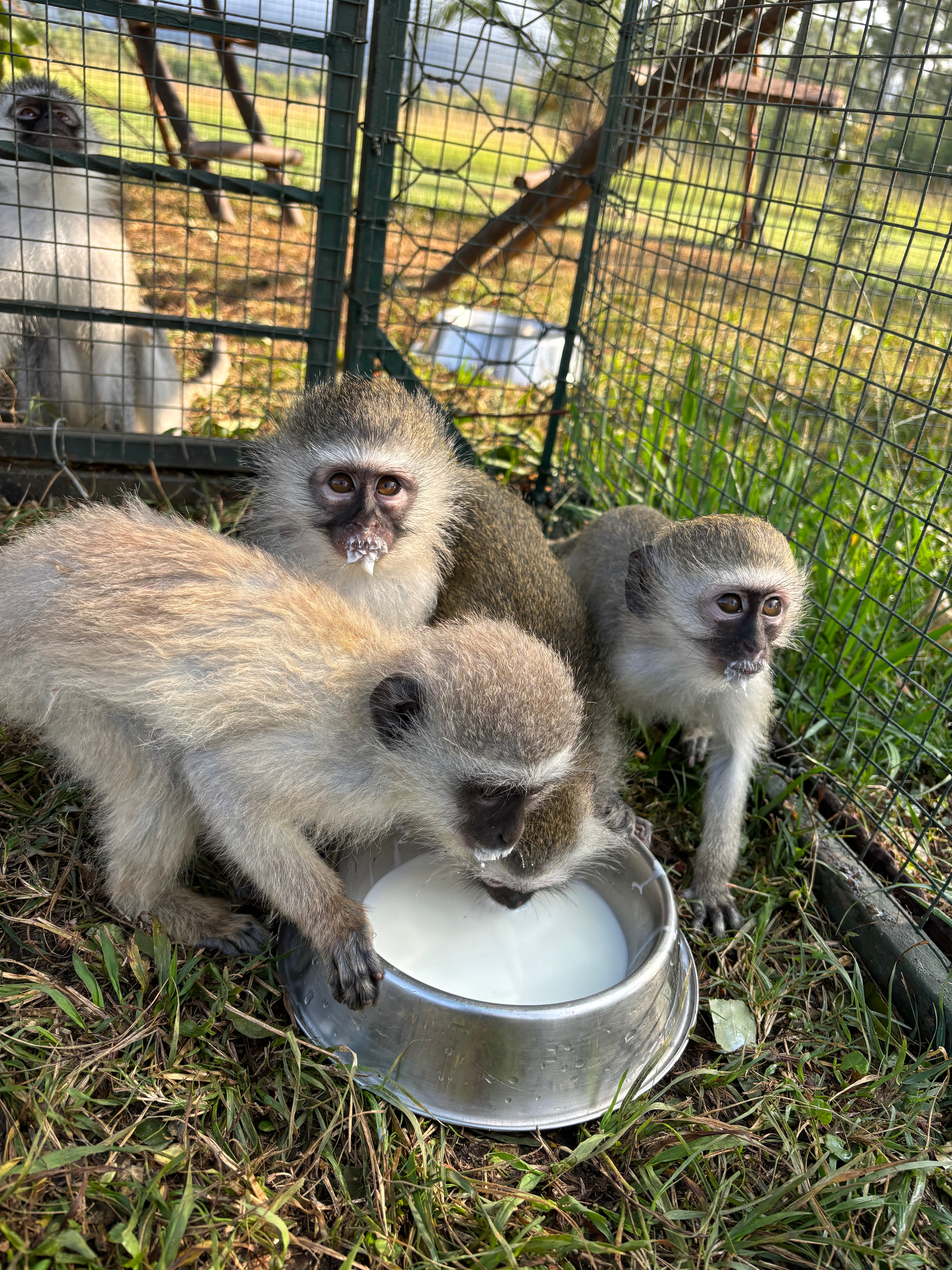 Help Us Feed the Wild Hearts in Our Care ❤️ campaign photo, 6 of 8