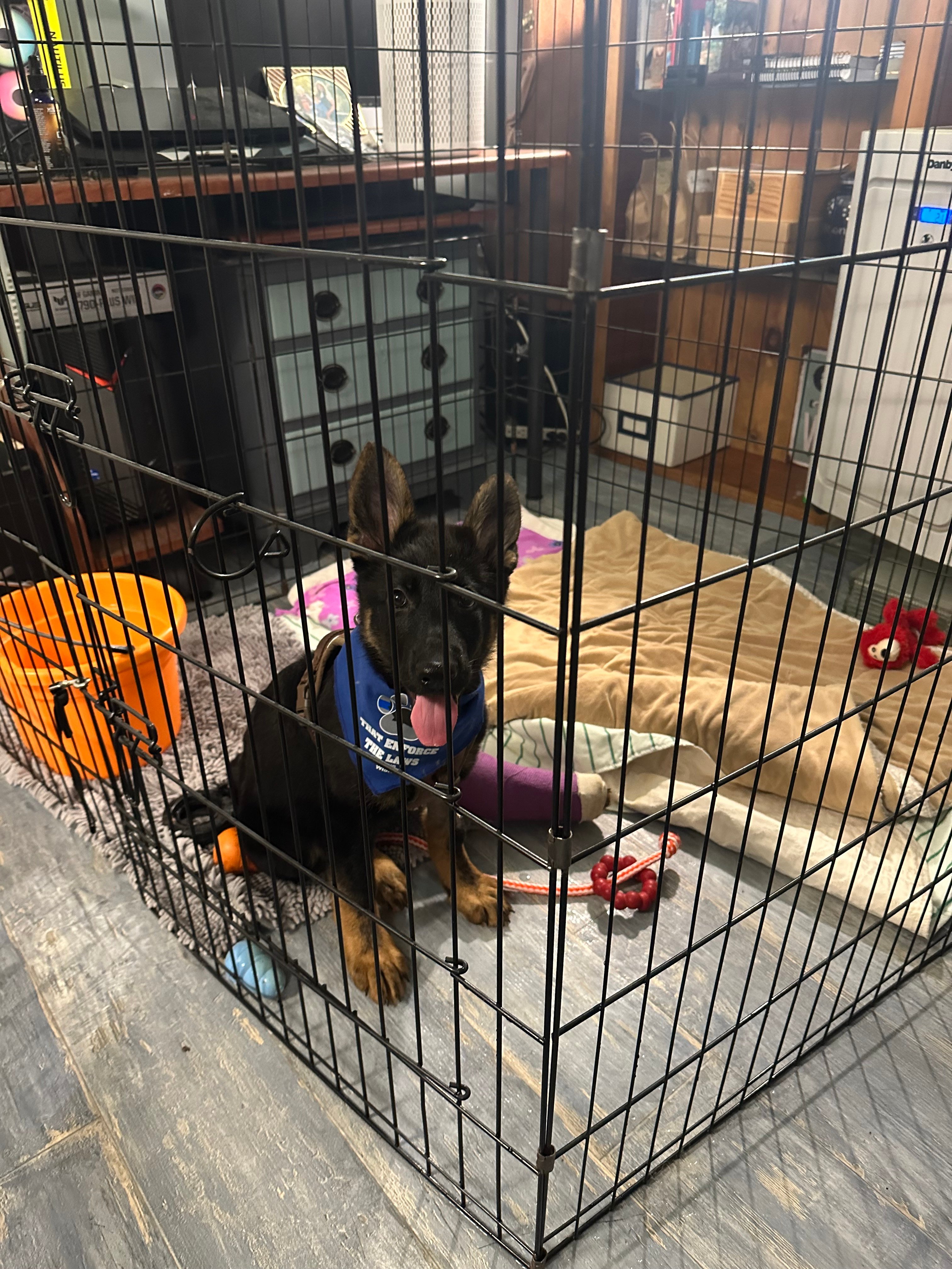 HELP SHADEY HEAL - 15 week-old GSD Broken Leg Fund campaign photo, 7 of 8