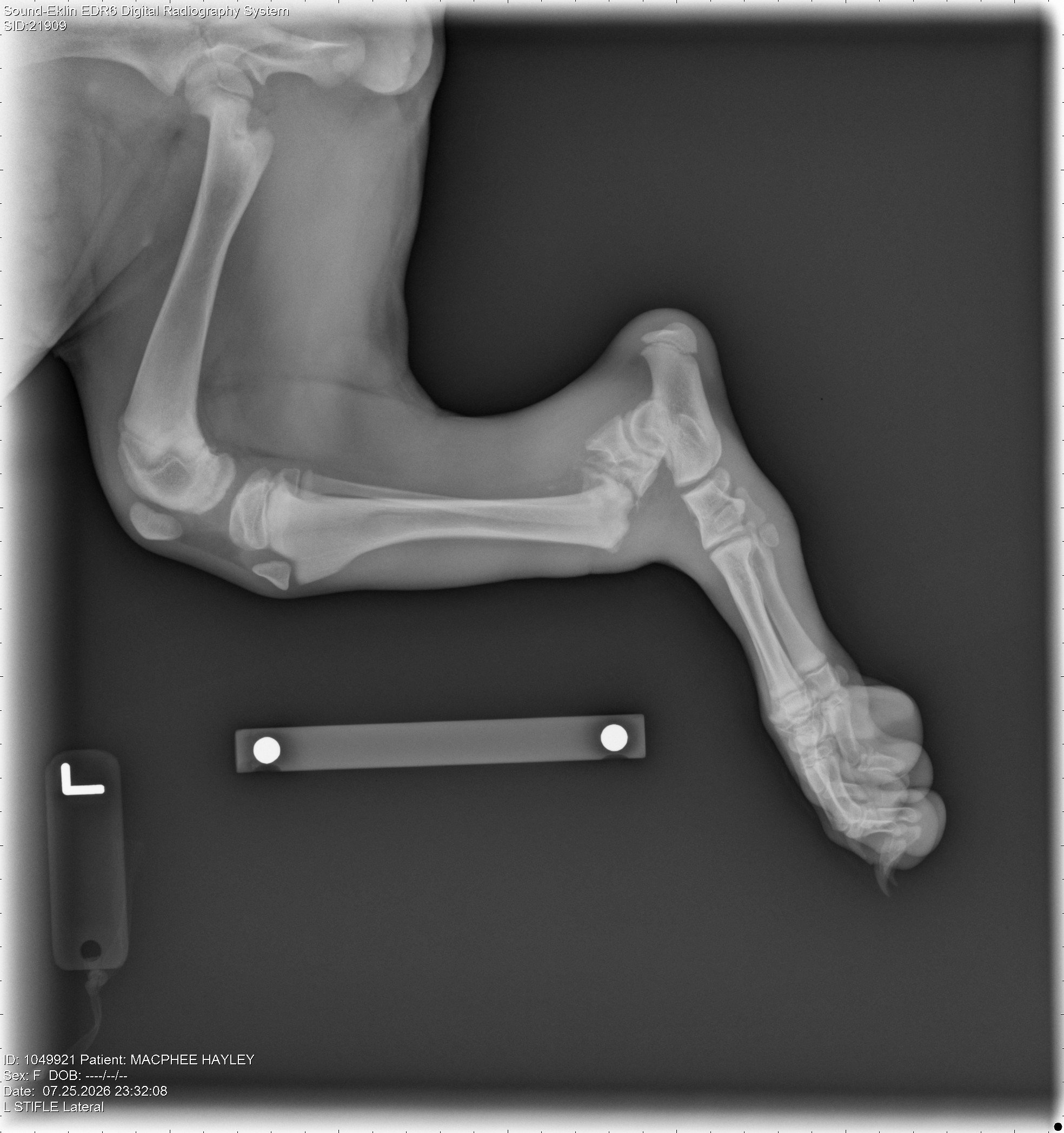 HELP SHADEY HEAL - 15 week-old GSD Broken Leg Fund campaign photo, 2 of 8
