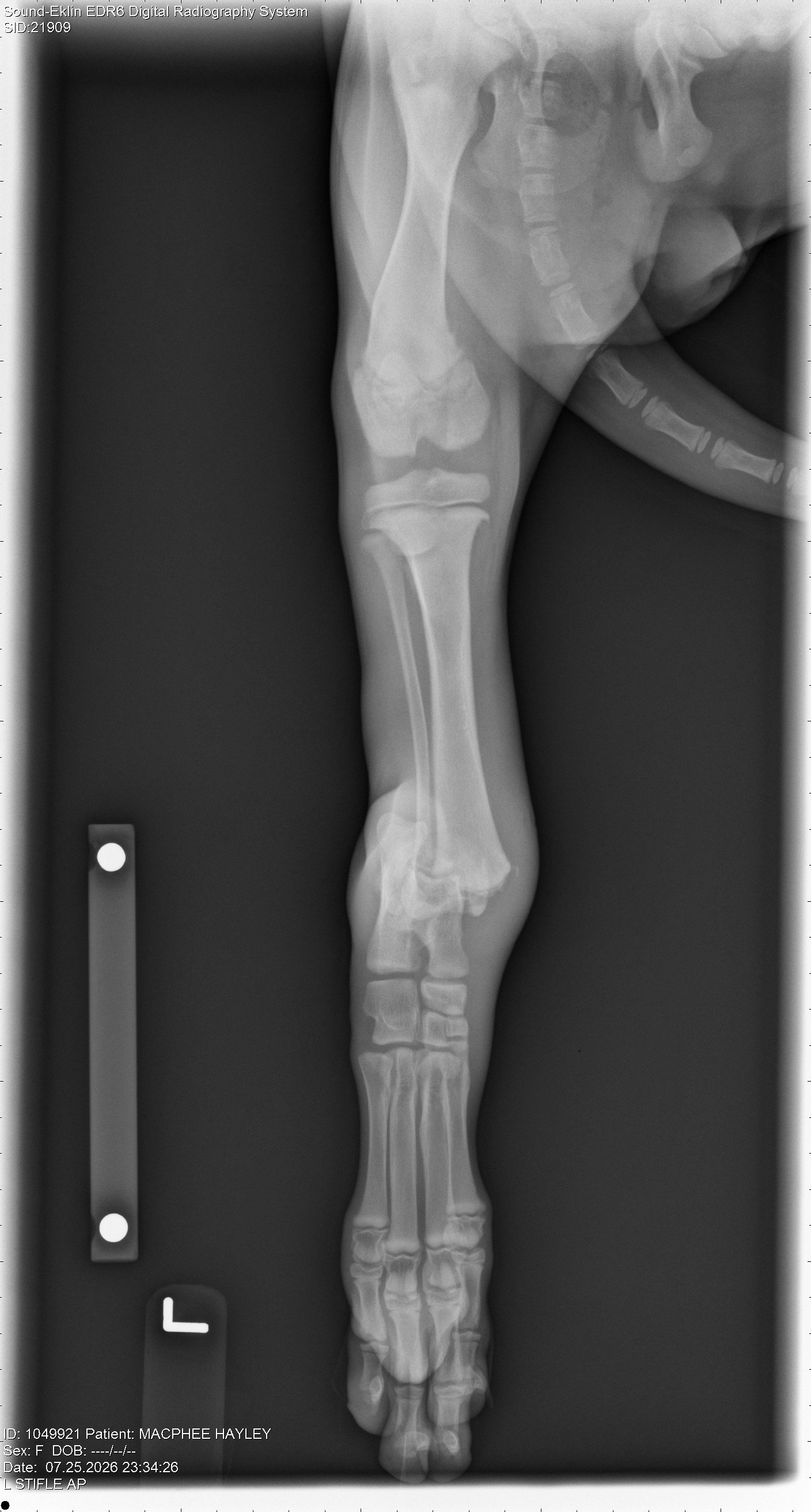 HELP SHADEY HEAL - 15 week-old GSD Broken Leg Fund campaign photo, 4 of 8