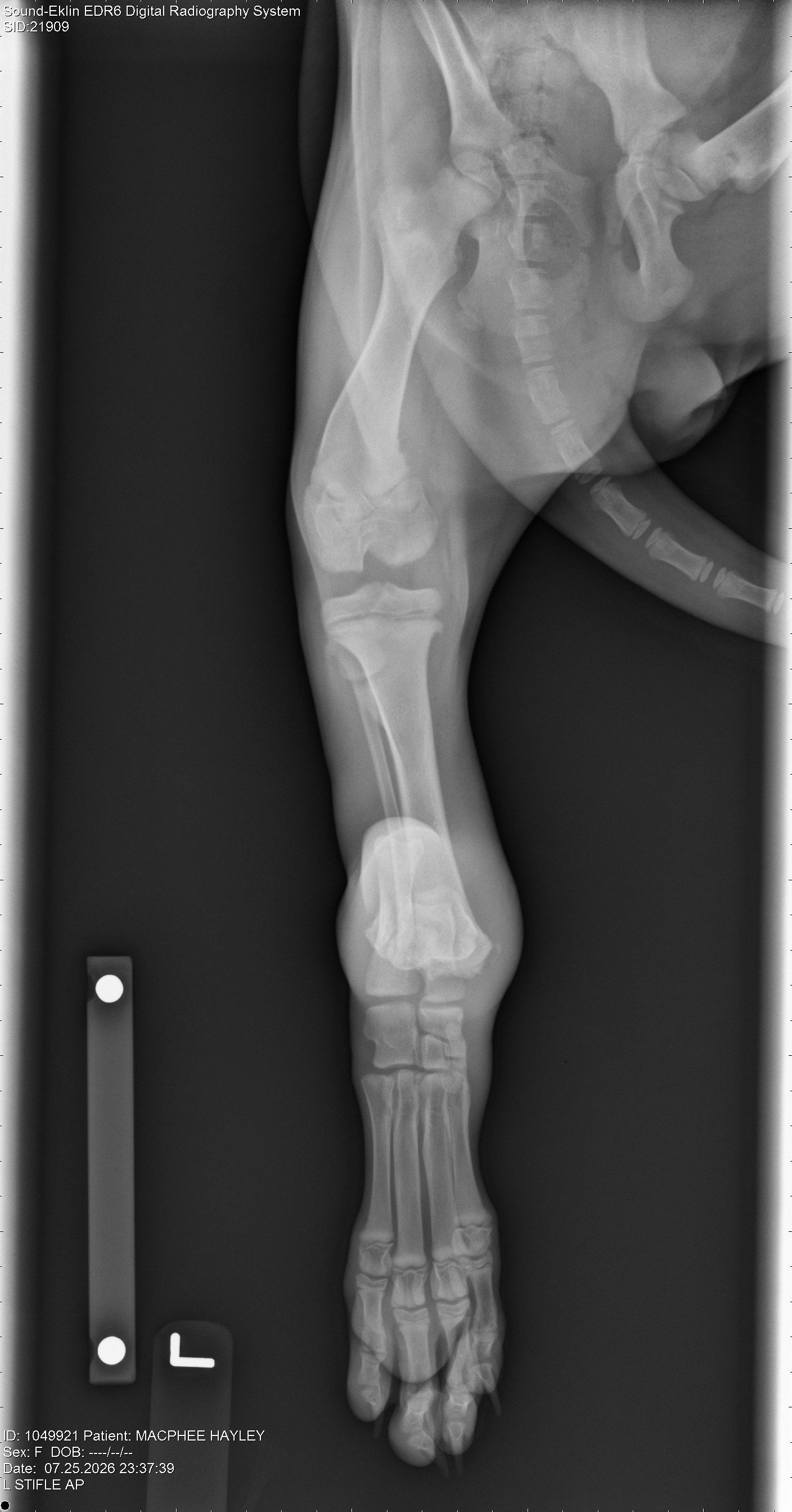 HELP SHADEY HEAL - 15 week-old GSD Broken Leg Fund campaign photo, 5 of 8
