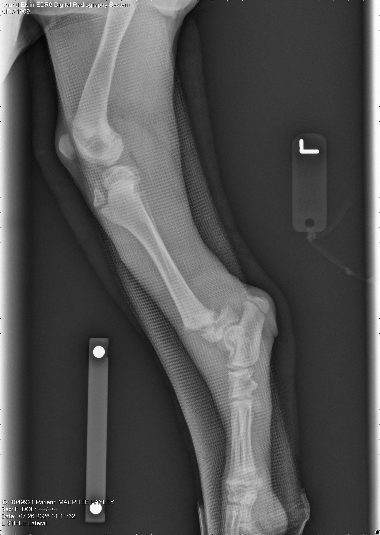HELP SHADEY HEAL - 15 week-old GSD Broken Leg Fund campaign photo, 6 of 8