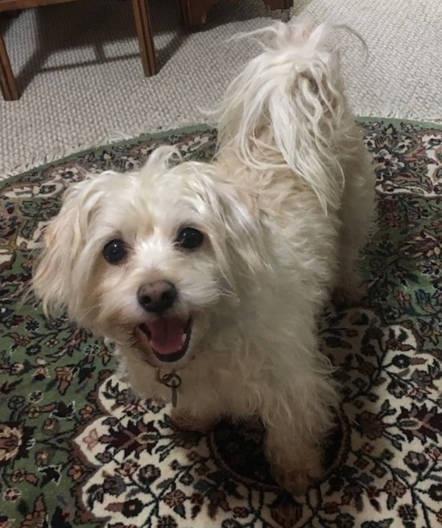 Help with Henry-the-Wonder-Dog's final care campaign photo, 4 of 8