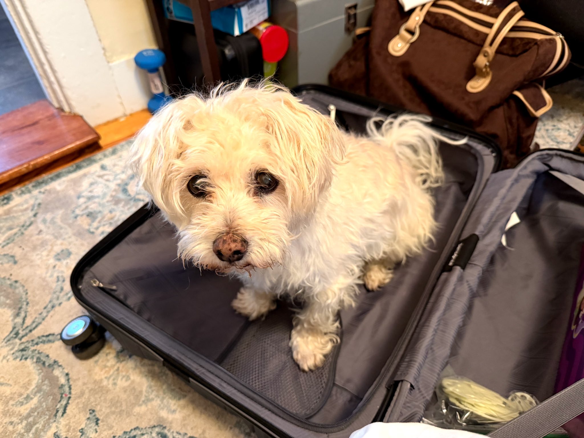 Help with Henry-the-Wonder-Dog's final care campaign photo, 5 of 8