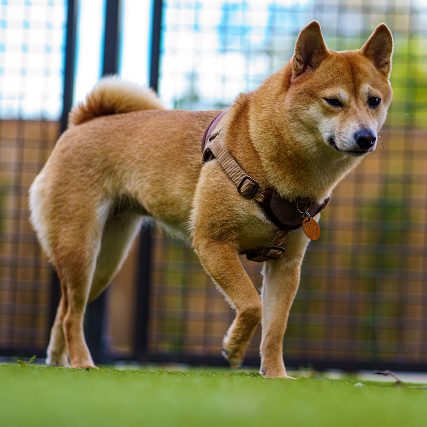 Help Tsuki Get Life-Saving Care campaign photo, 7 of 8