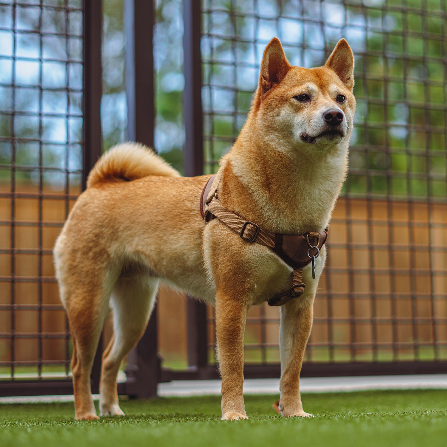 Help Tsuki Get Life-Saving Care campaign photo, 4 of 8