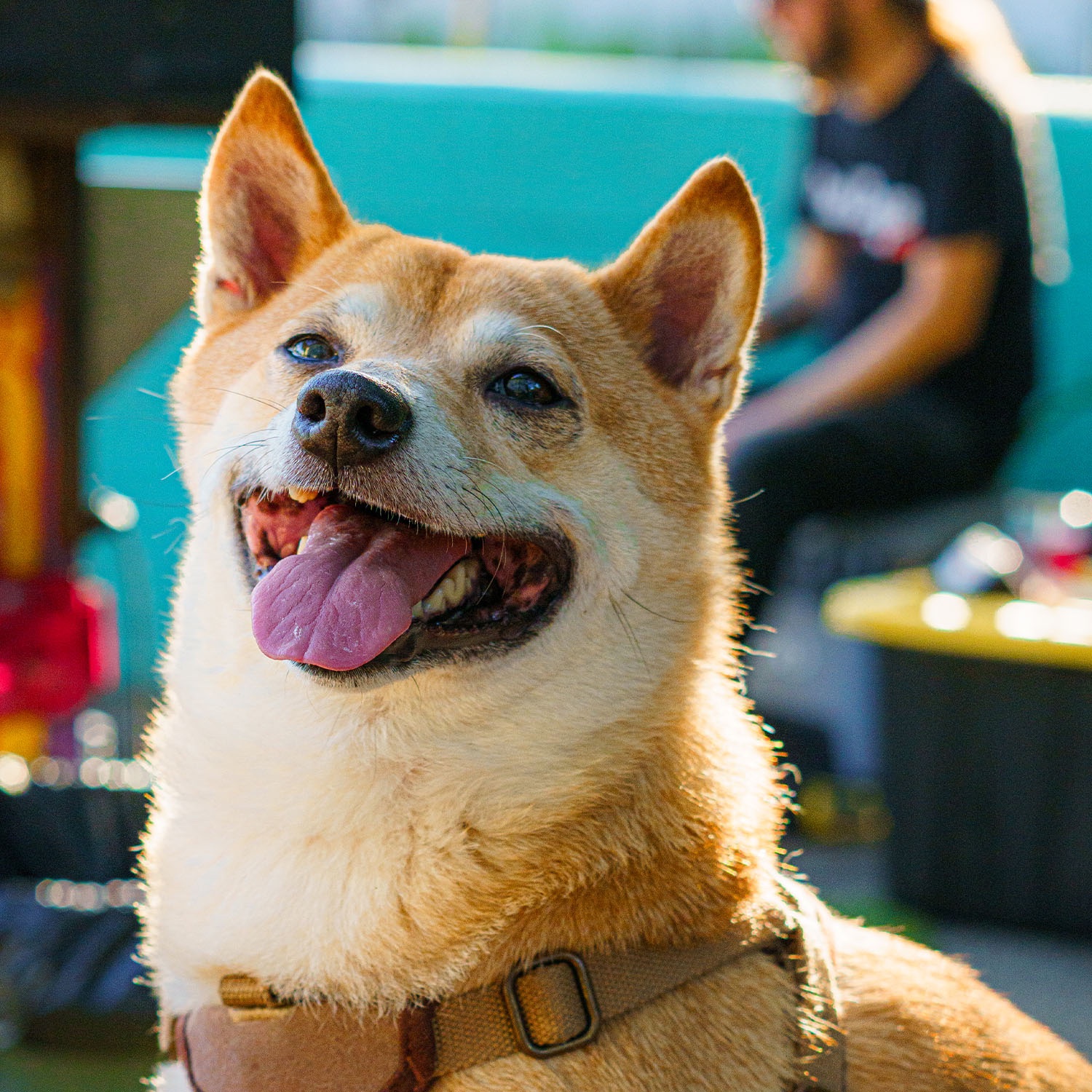 Help Tsuki Get Life-Saving Care campaign photo, 6 of 8