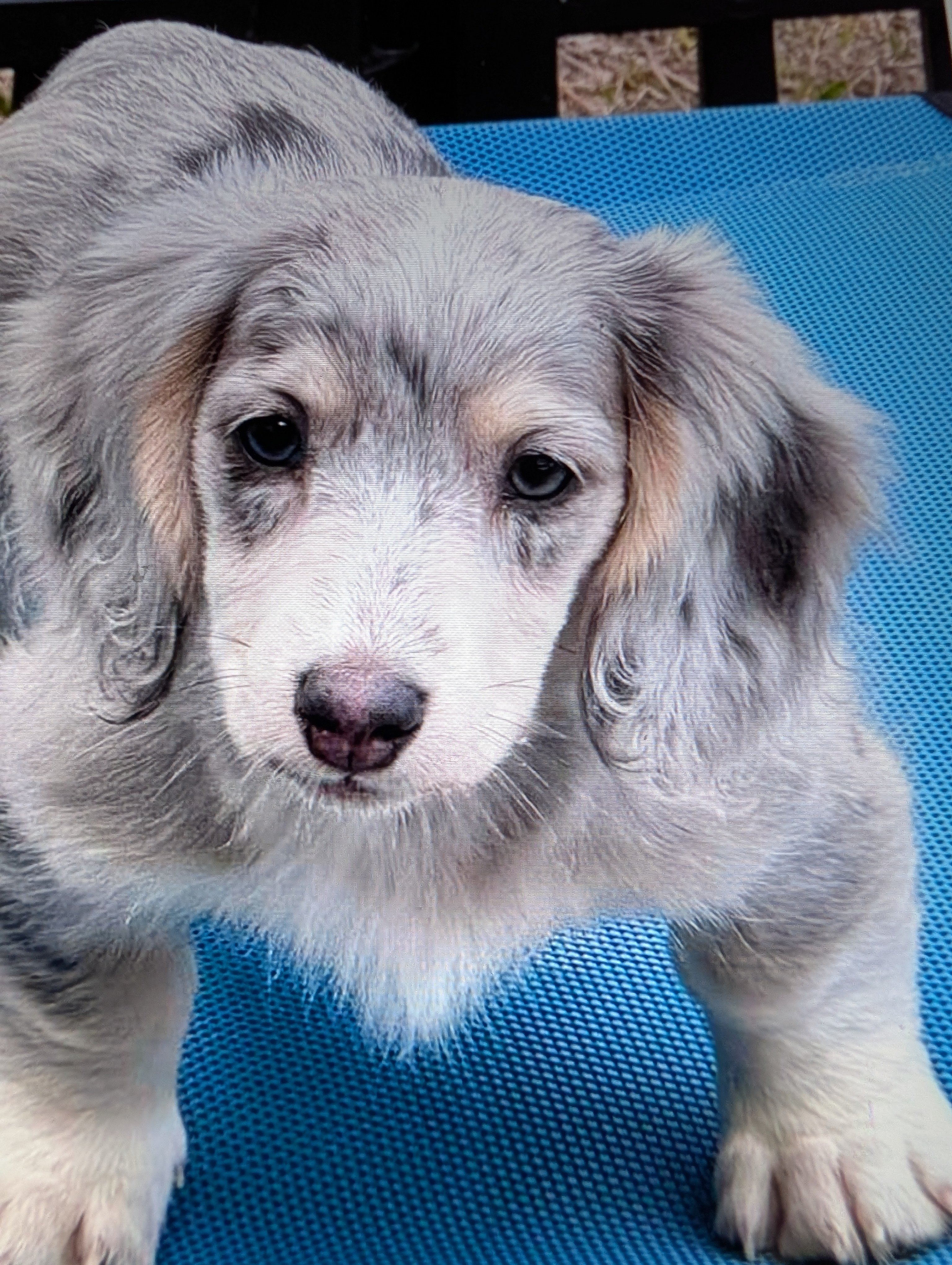 Help kathy and support dog stay safe and housed campaign photo, 4 of 6