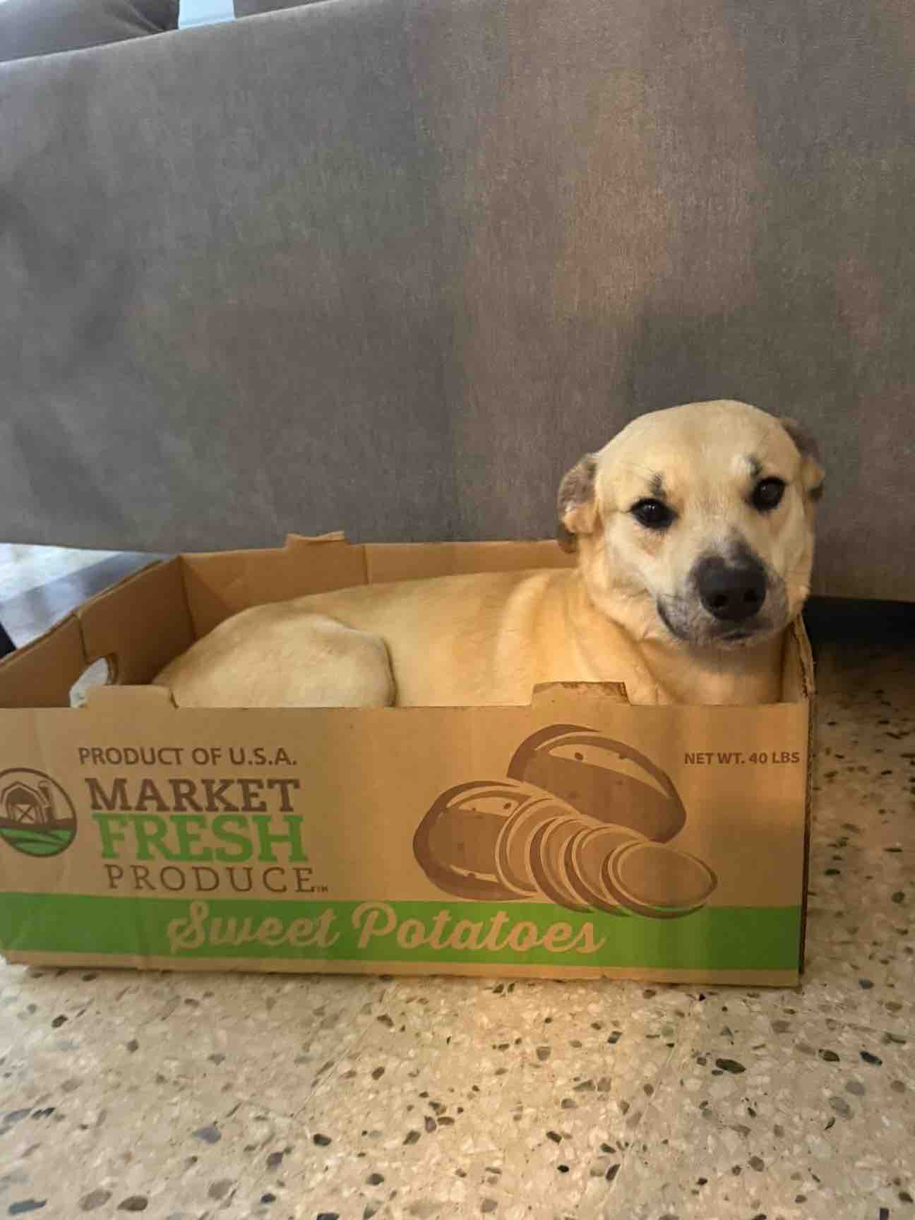 Gus’s Second Chance  campaign photo, 5 of 6
