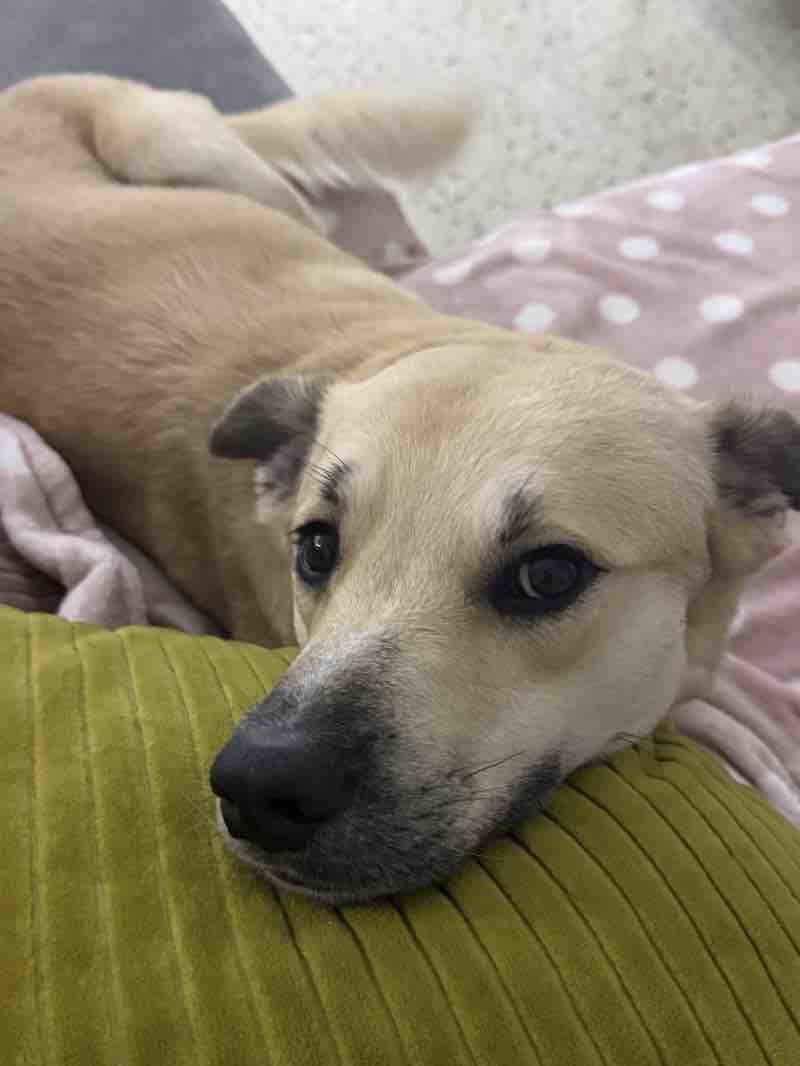 Gus’s Second Chance  campaign photo, 4 of 6
