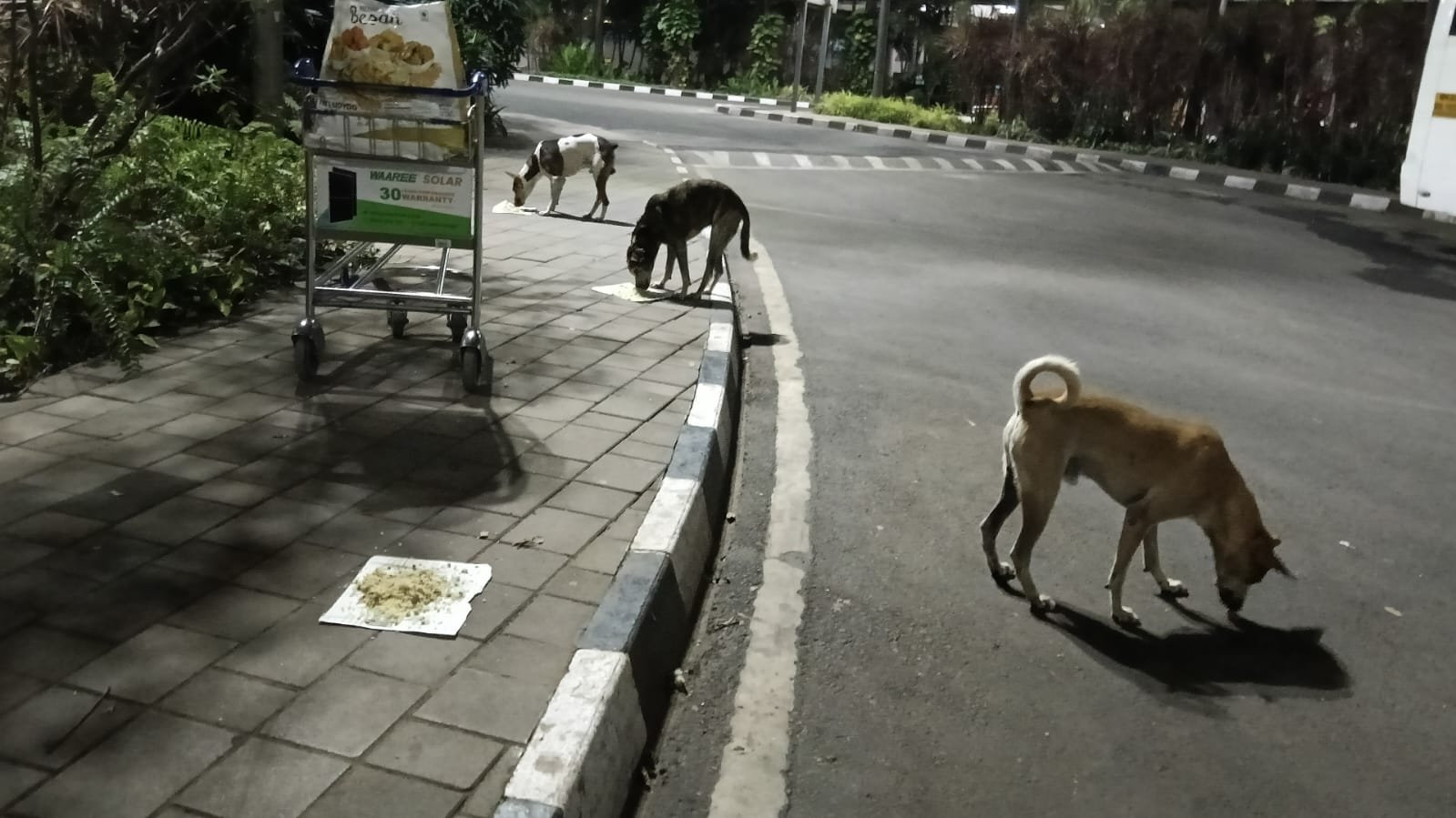 Help Joseph feed and care for 35 dogs and 10 cats in Mumbai campaign photo, 2 of 8