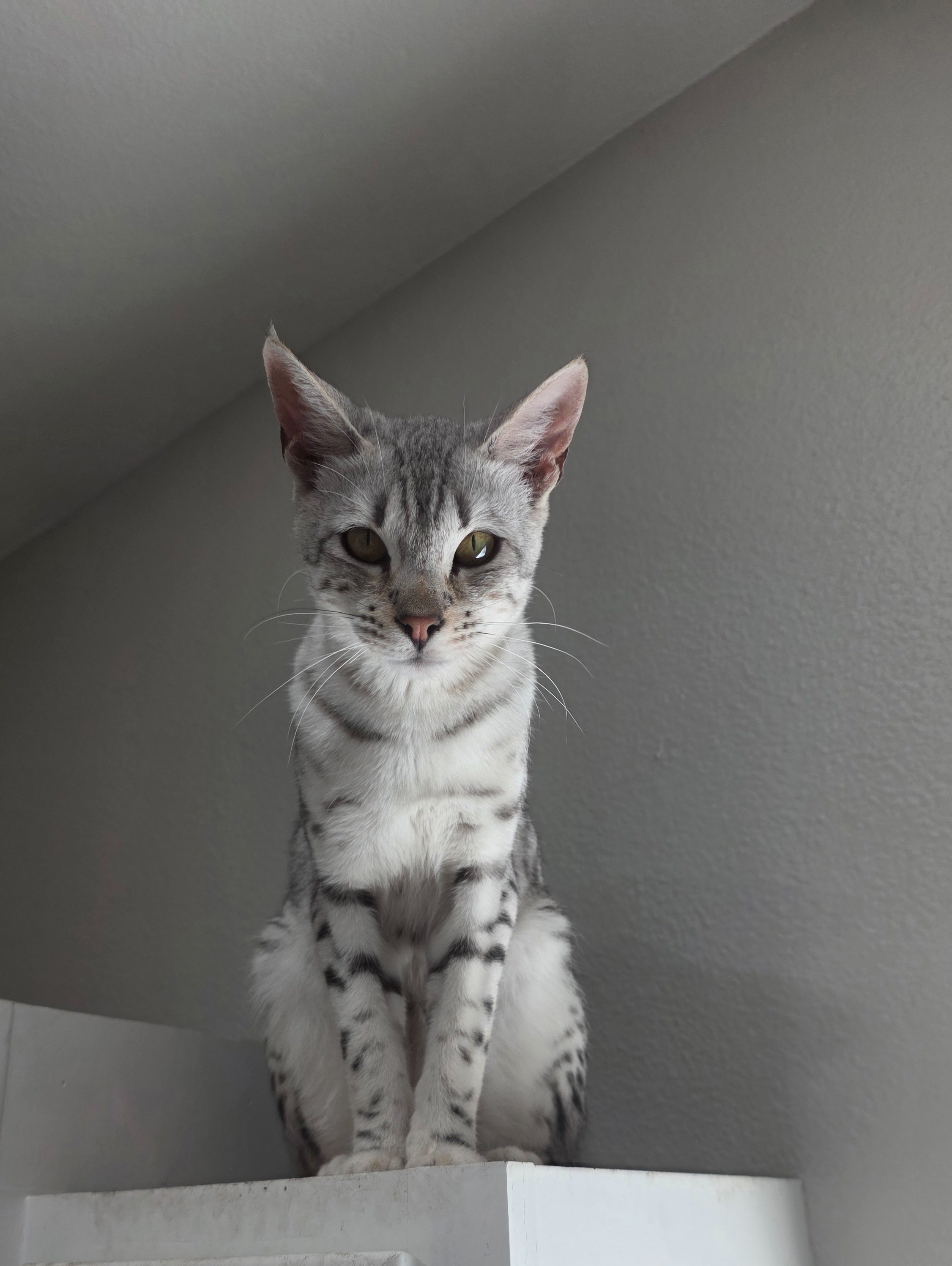 I am looking for assistance to raise these amazing animals campaign photo, 2 of 7