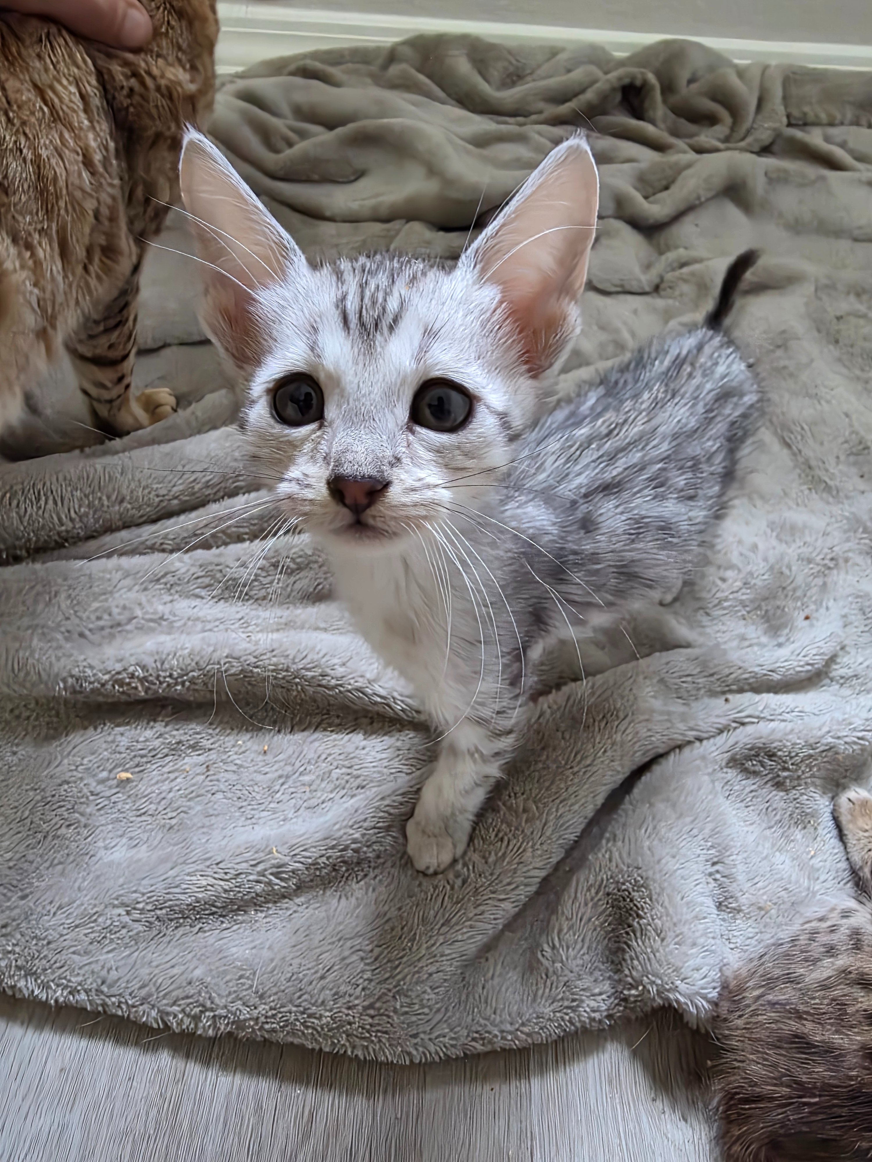 I am looking for assistance to raise these amazing animals campaign photo, 5 of 7