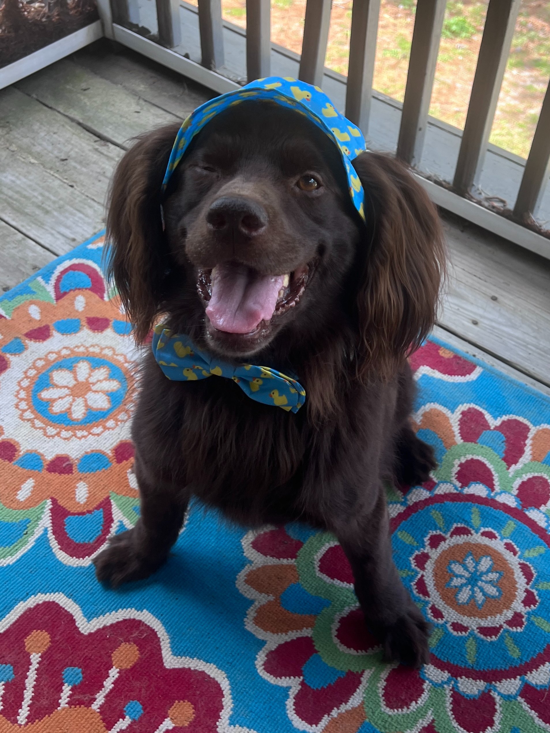 Help Support Alison Swink and Buddy after Fire campaign photo, 2 of 5