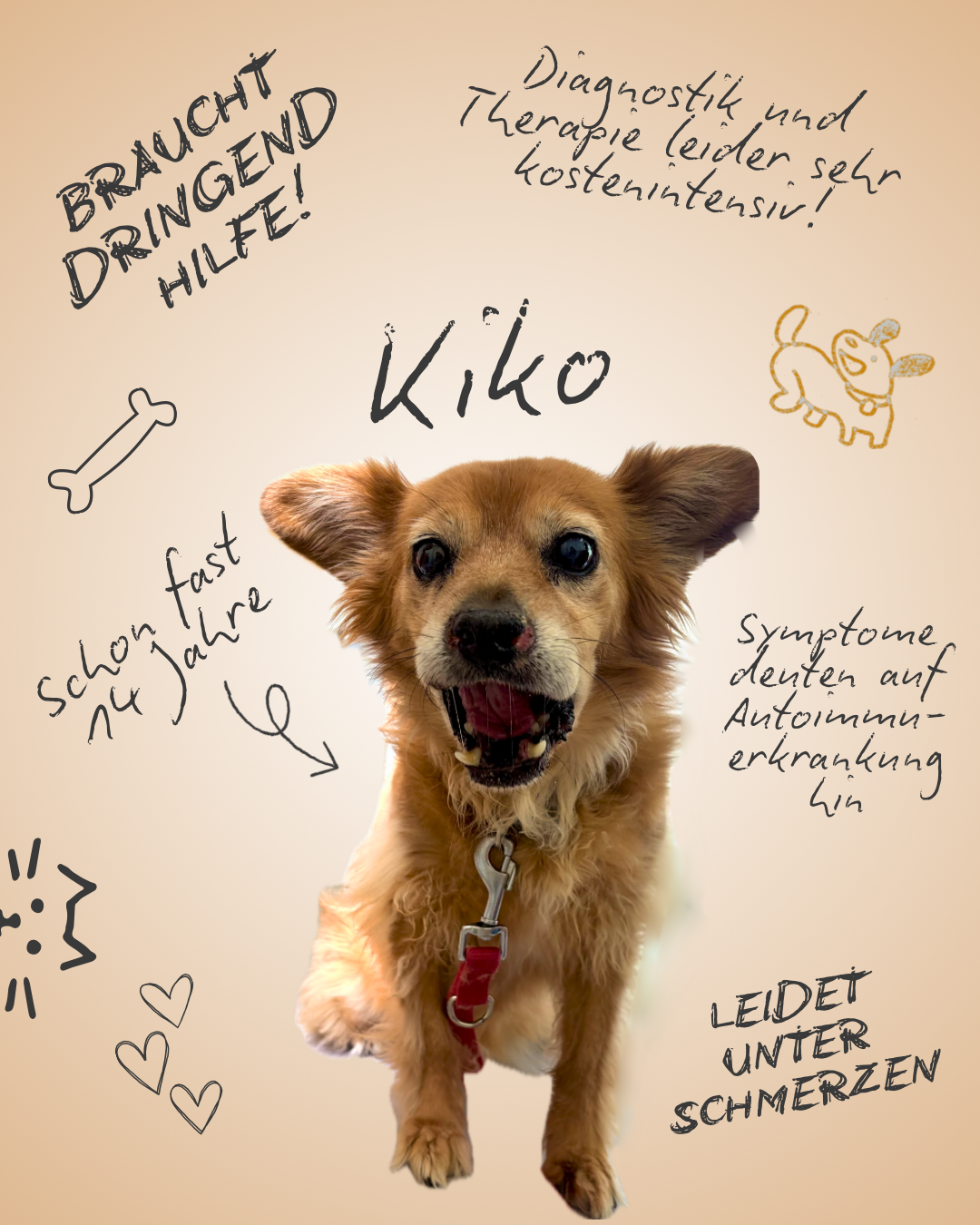 Kampagnen-Foto für Kiko braucht medizinische Hilfe, 6 von 7