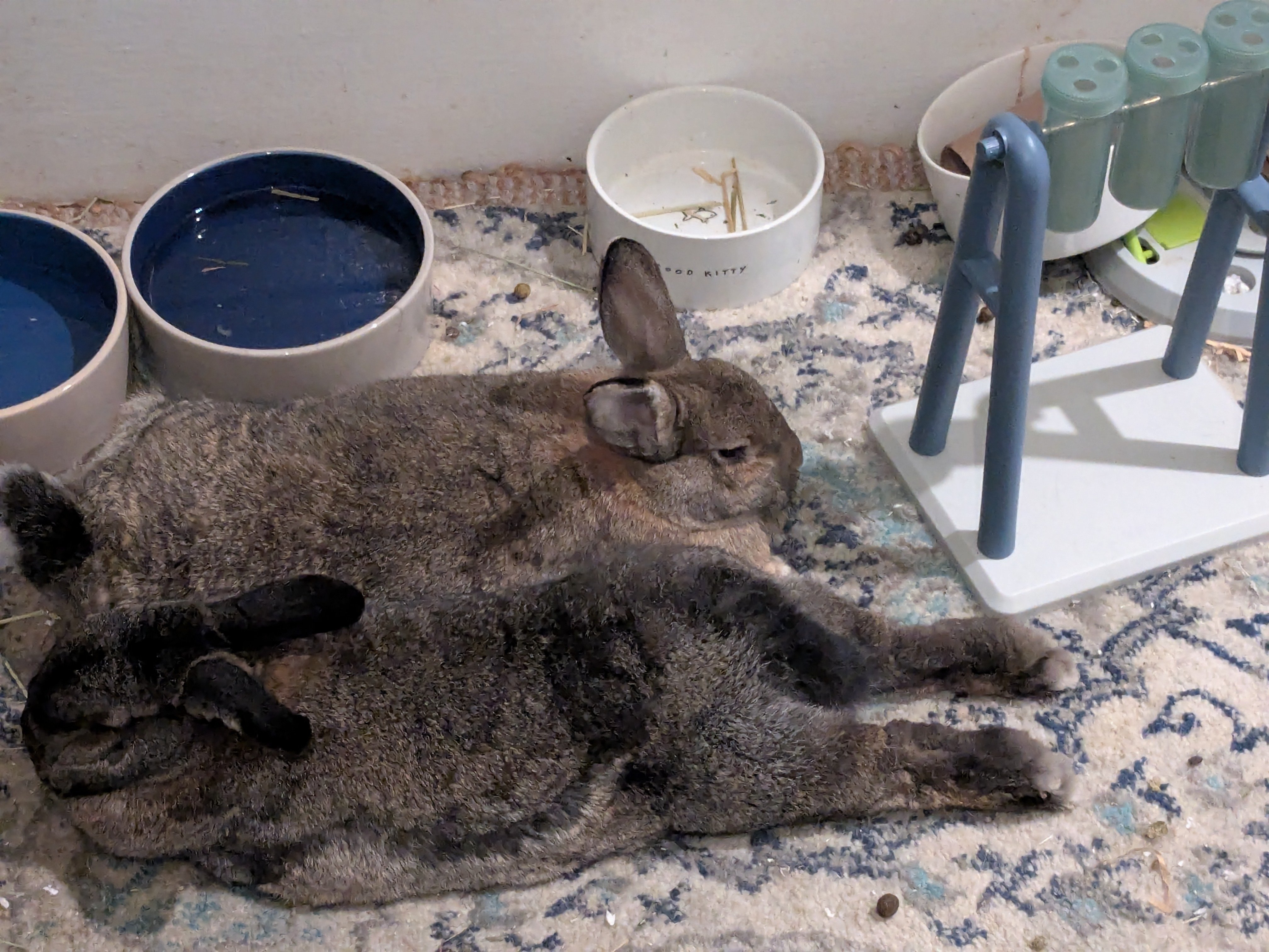 Help Galaxy Recover from Emergency Vet Care campaign photo, 4 of 5
