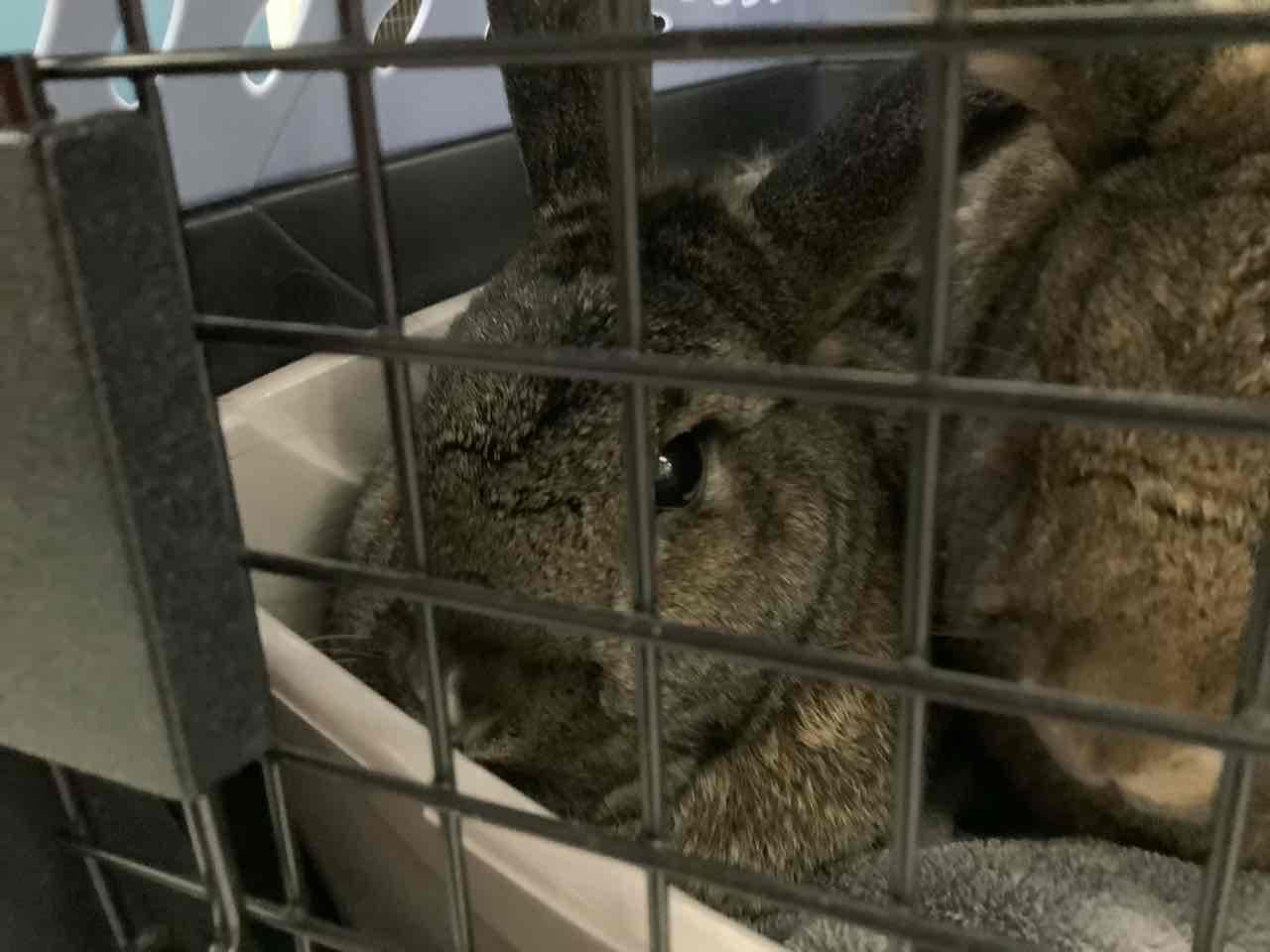 Help Galaxy Recover from Emergency Vet Care campaign photo, 2 of 5