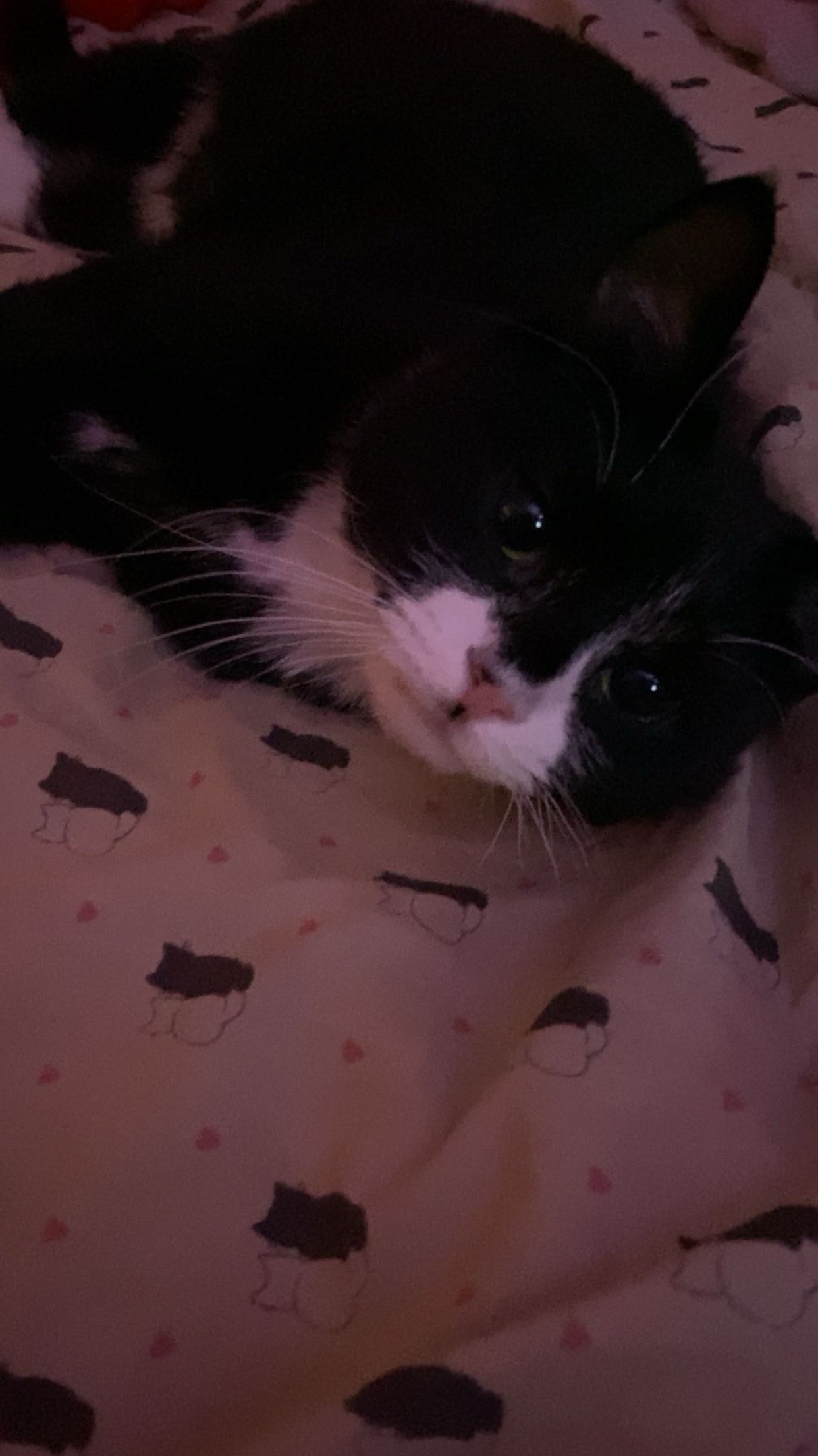 Help Cayenne Get Her MRI & Treatment campaign photo, 5 of 6