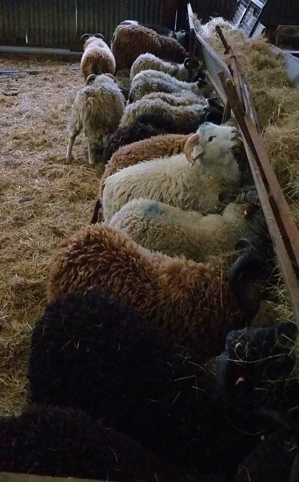 Please help me to buy food for my fibre flock of sheep campaign photo, 7 of 8