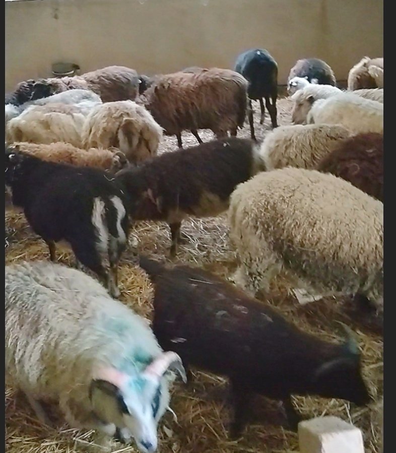 Please help me to buy food for my fibre flock of sheep campaign photo, 2 of 8