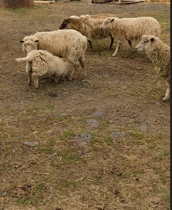 Please help me to buy food for my fibre flock of sheep campaign photo, 4 of 8