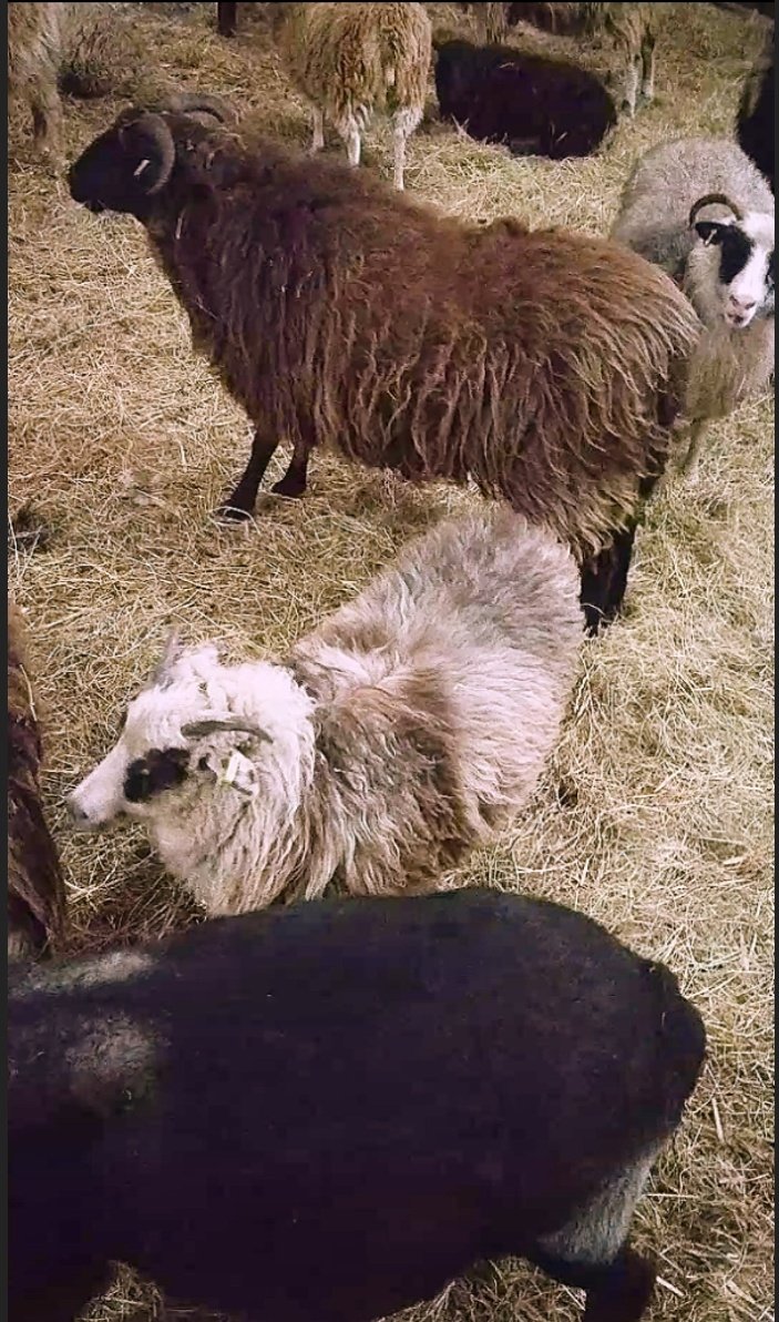Please help me to buy food for my fibre flock of sheep campaign photo, 5 of 8