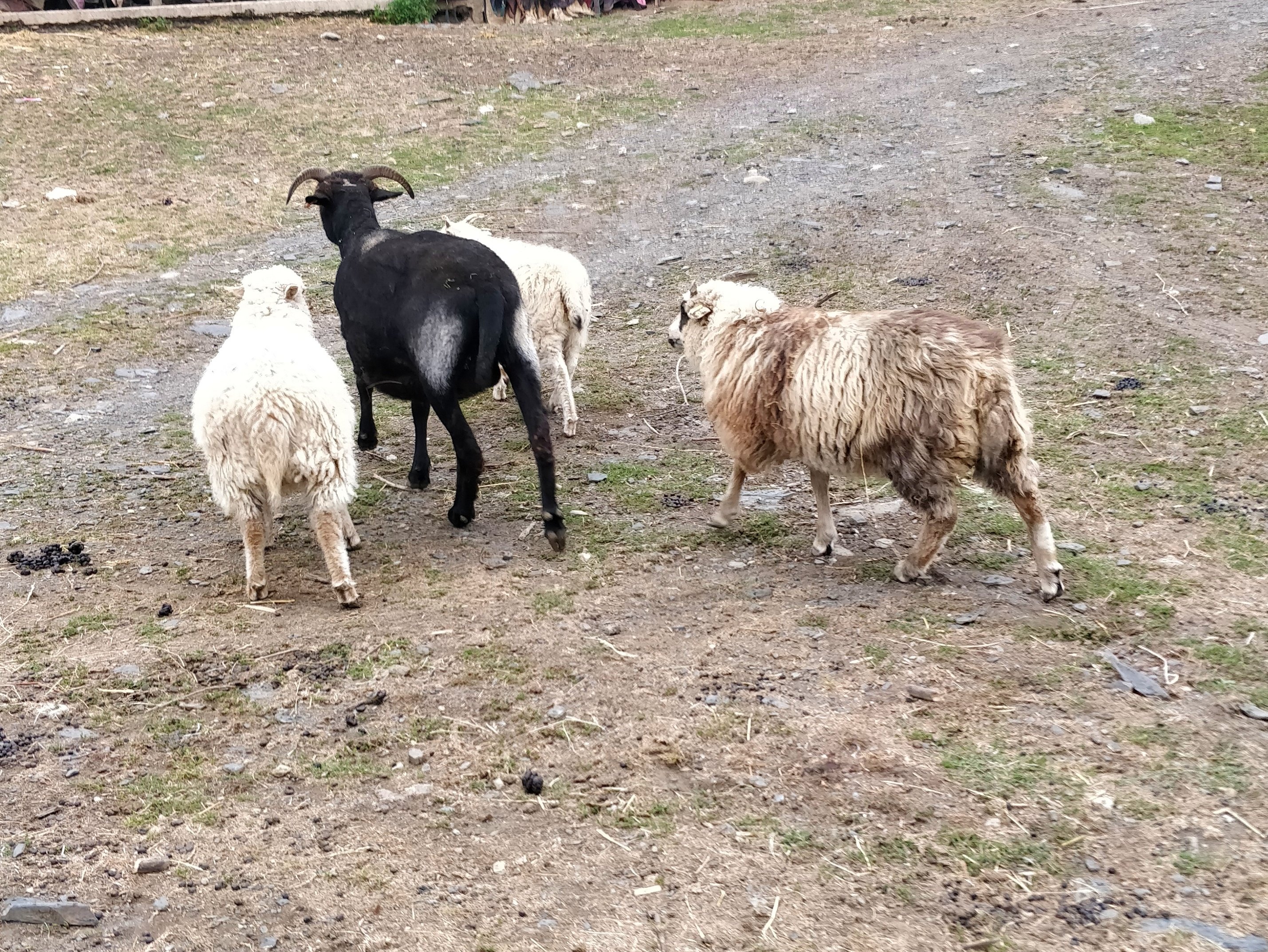 Please help me to buy food for my fibre flock of sheep campaign photo, 6 of 8