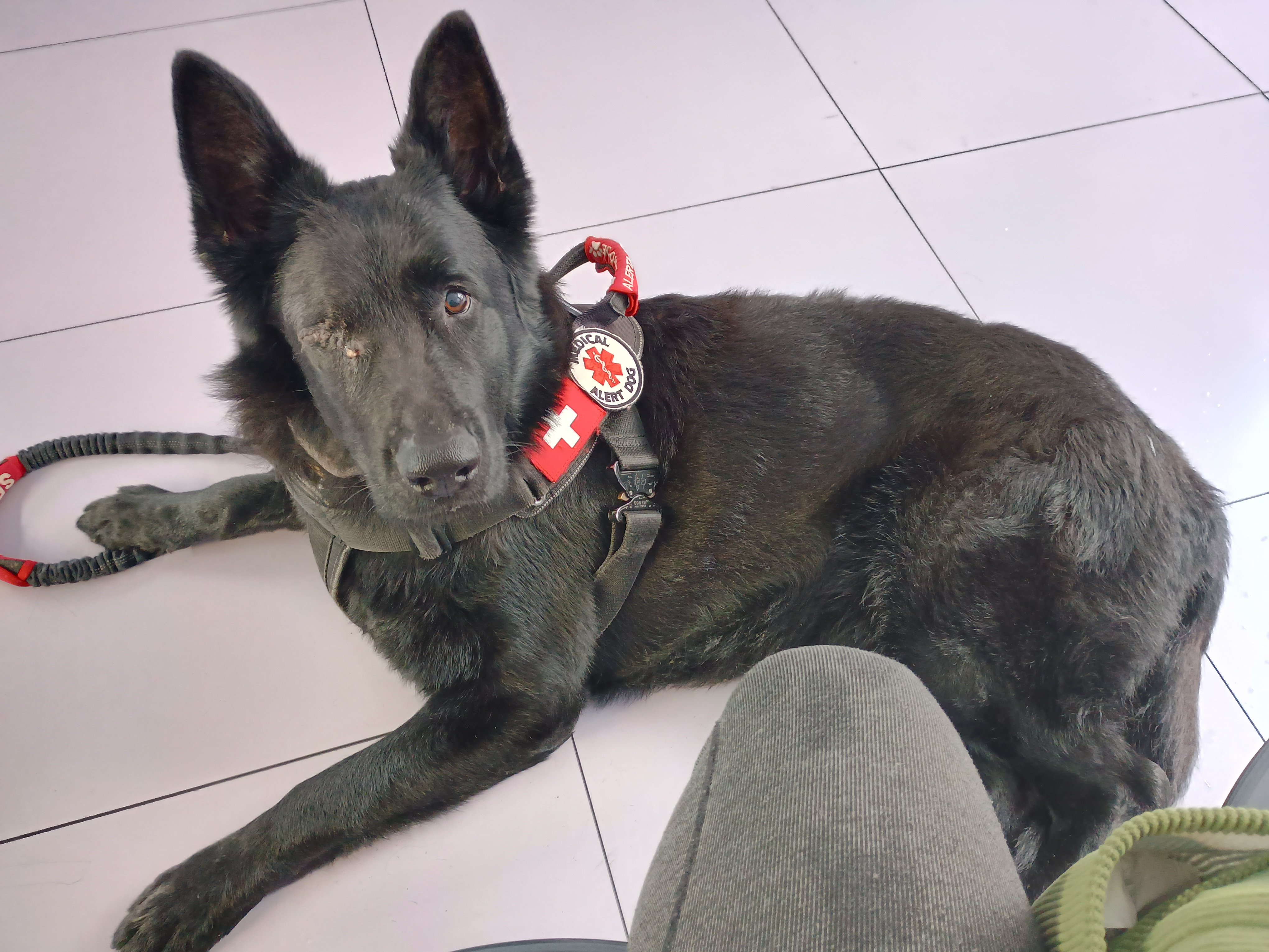 4-YEAR-OLD SERVICE DOG FIGHTING CANCER campaign photo, 5 of 8