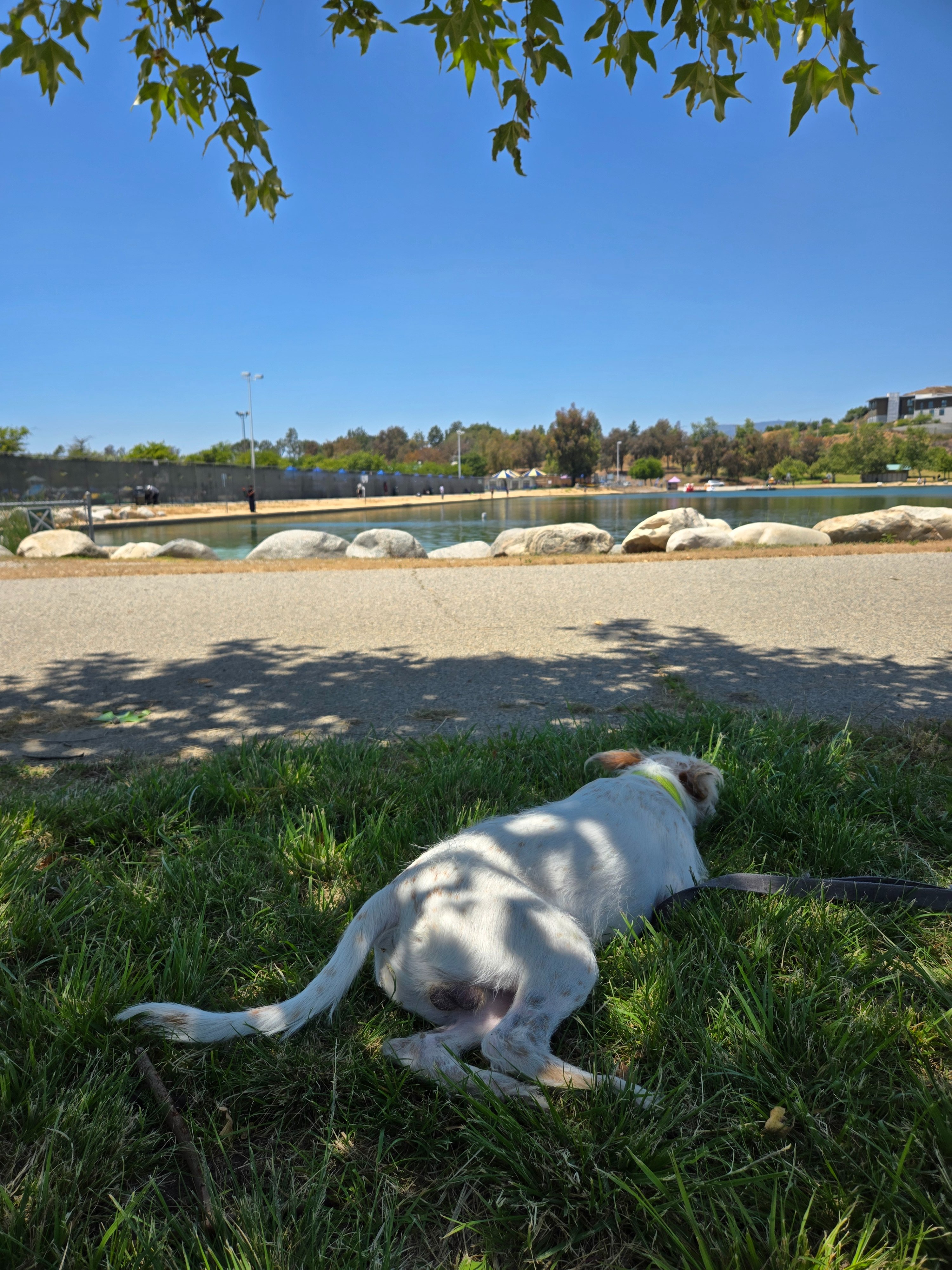 I'm Walking 30 Miles with My Dog for American Cancer Society campaign photo, 7 of 8