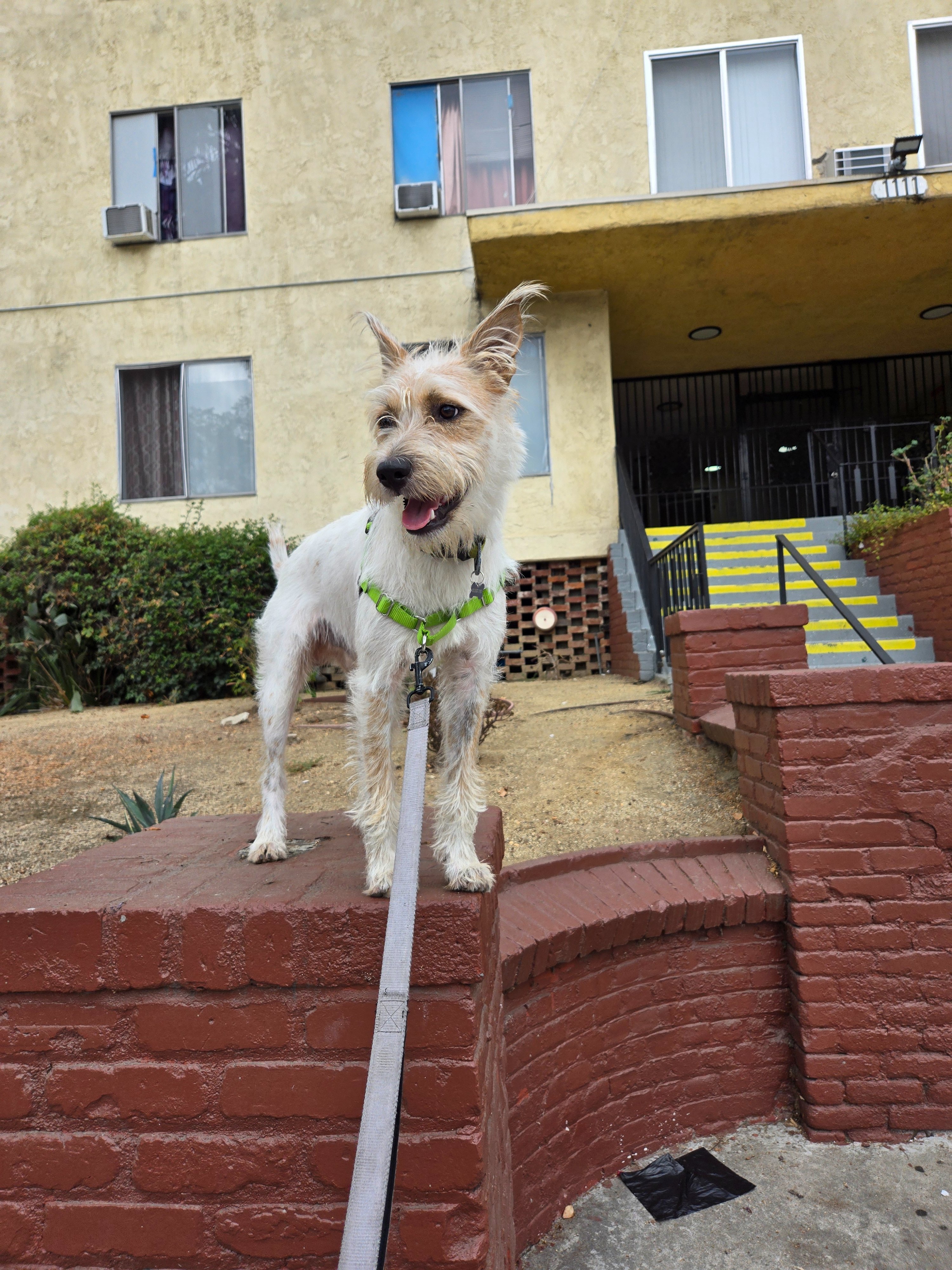 I'm Walking 30 Miles with My Dog for American Cancer Society campaign photo, 2 of 8