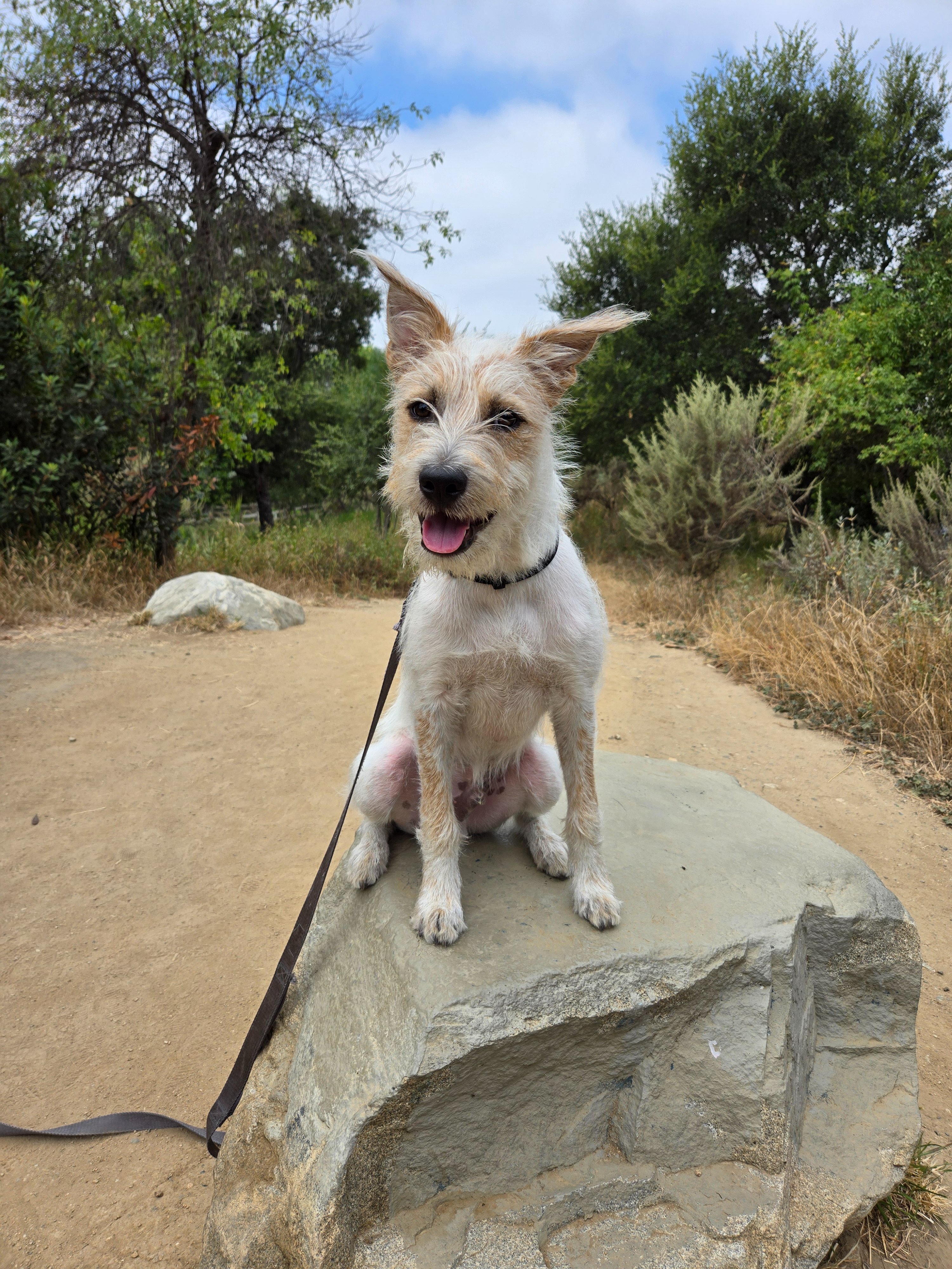 I'm Walking 30 Miles with My Dog for American Cancer Society campaign photo, 5 of 8