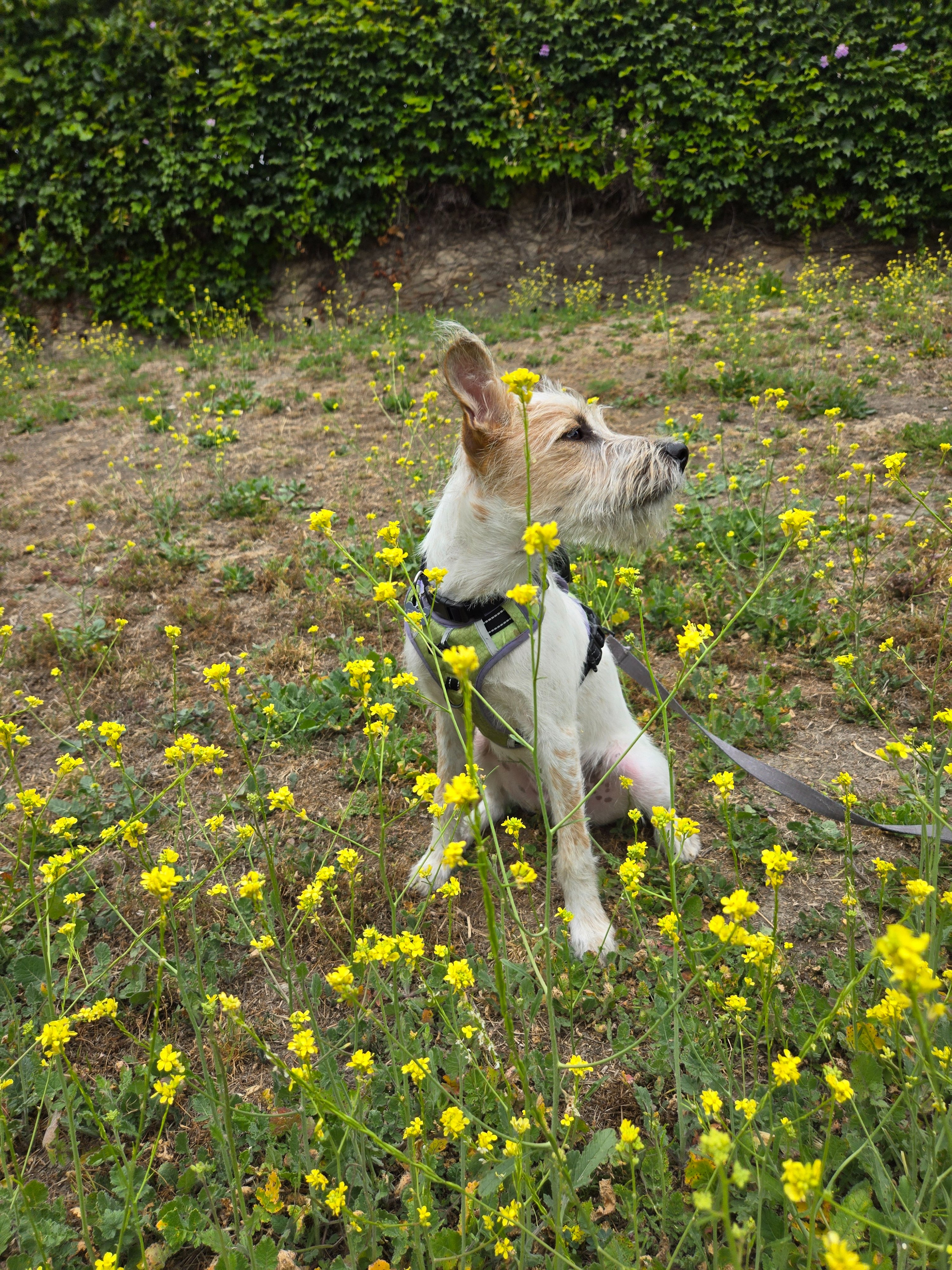 I'm Walking 30 Miles with My Dog for American Cancer Society campaign photo, 6 of 8