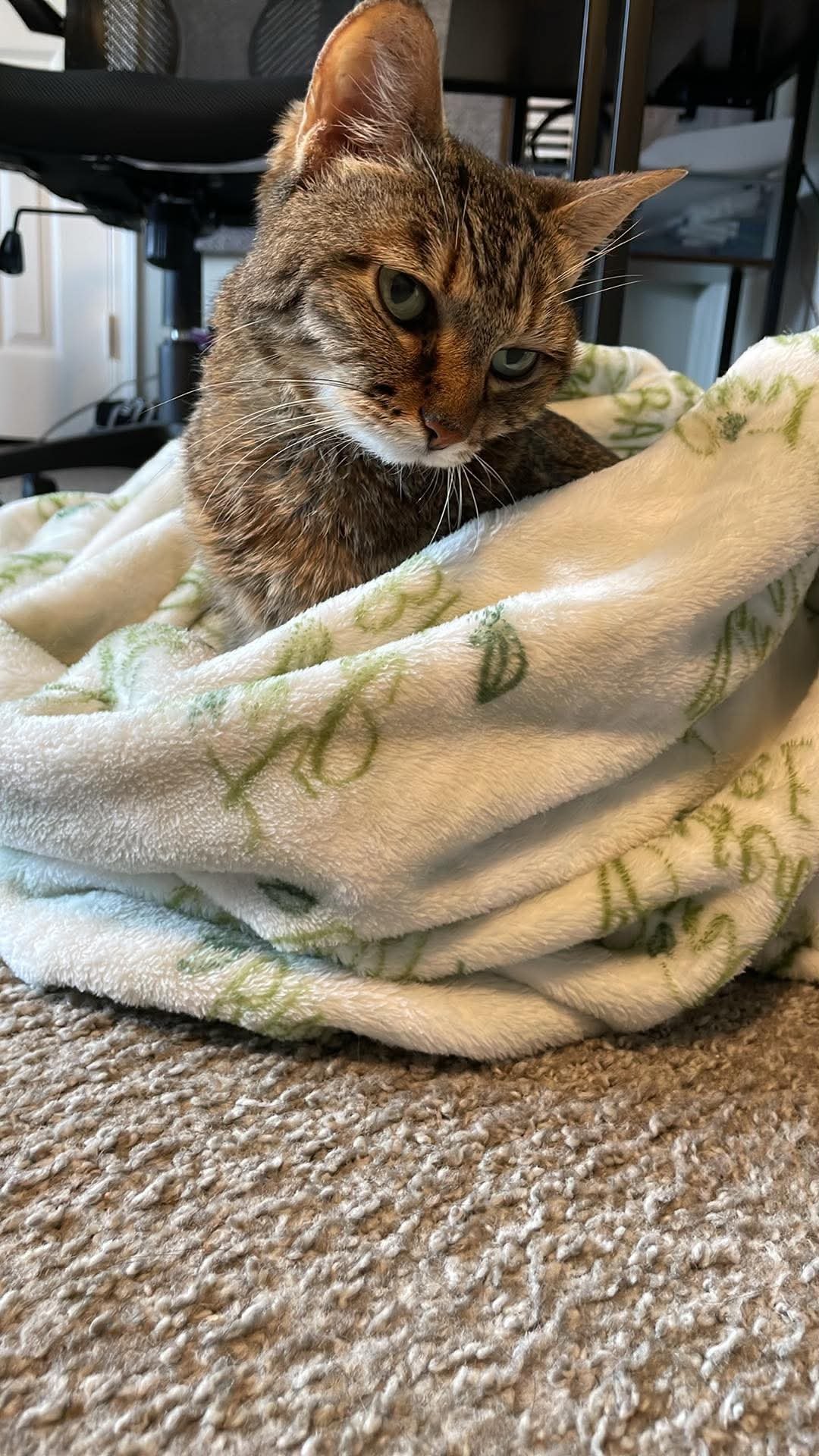 Help Luna Get Her X-Rays and Eye Scans campaign photo, 2 of 6