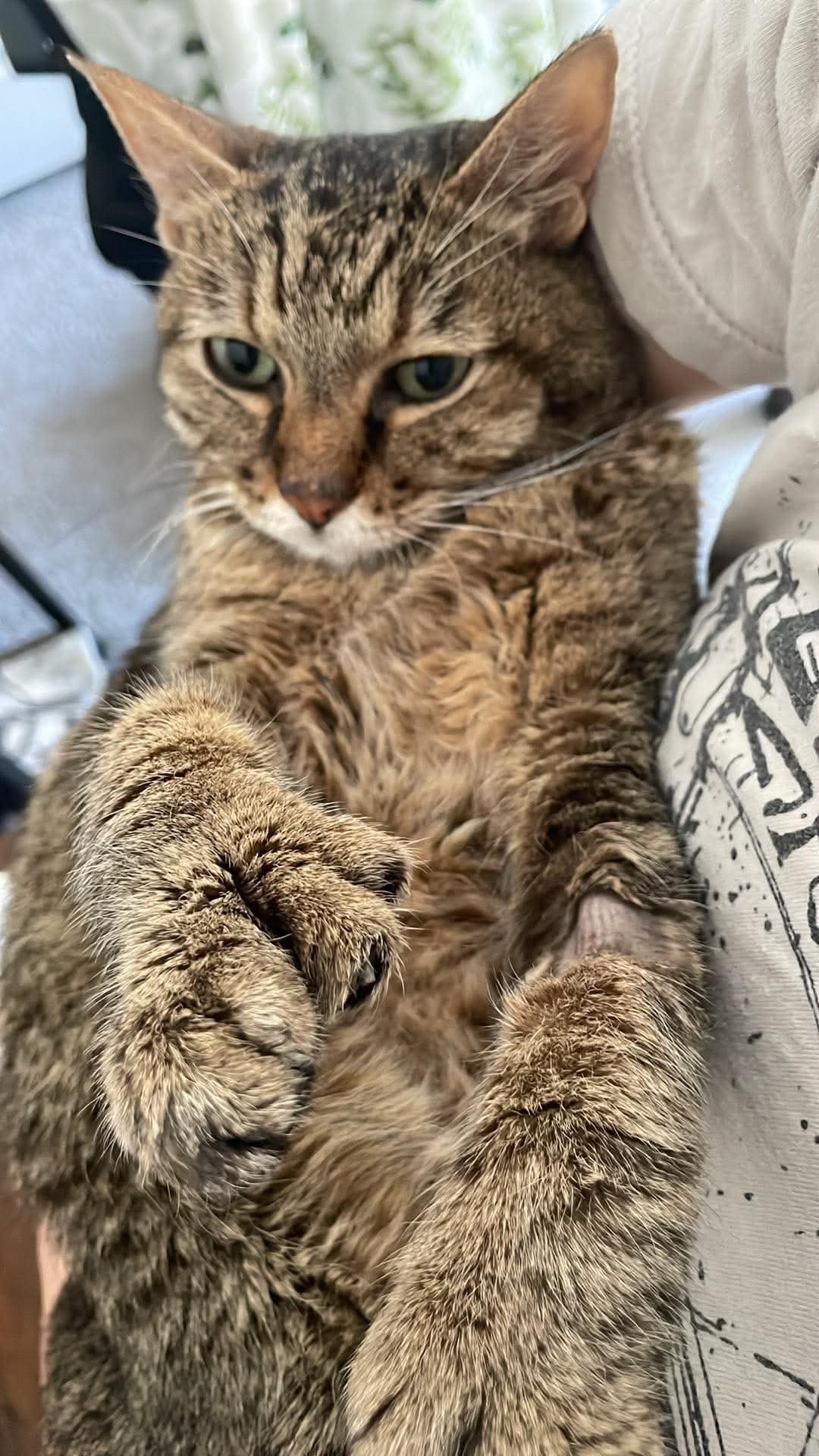 Help Luna Get Her X-Rays and Eye Scans campaign photo, 4 of 6