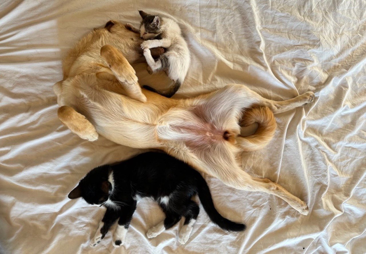 Hilf meiner Freundin Asli, Katzen in der Türkei zu retten! campaign photo, 2 of 7