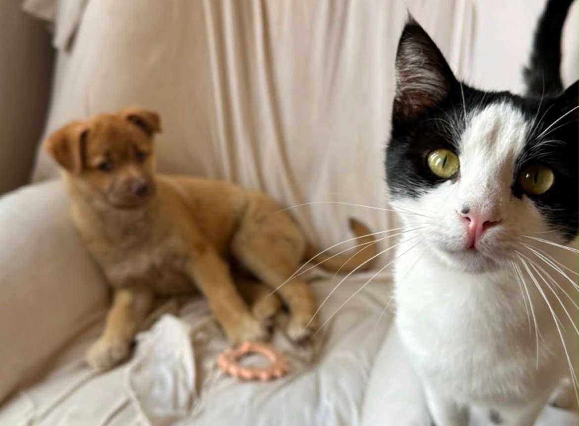 Hilf meiner Freundin Asli, Katzen in der Türkei zu retten! campaign photo, 4 of 7