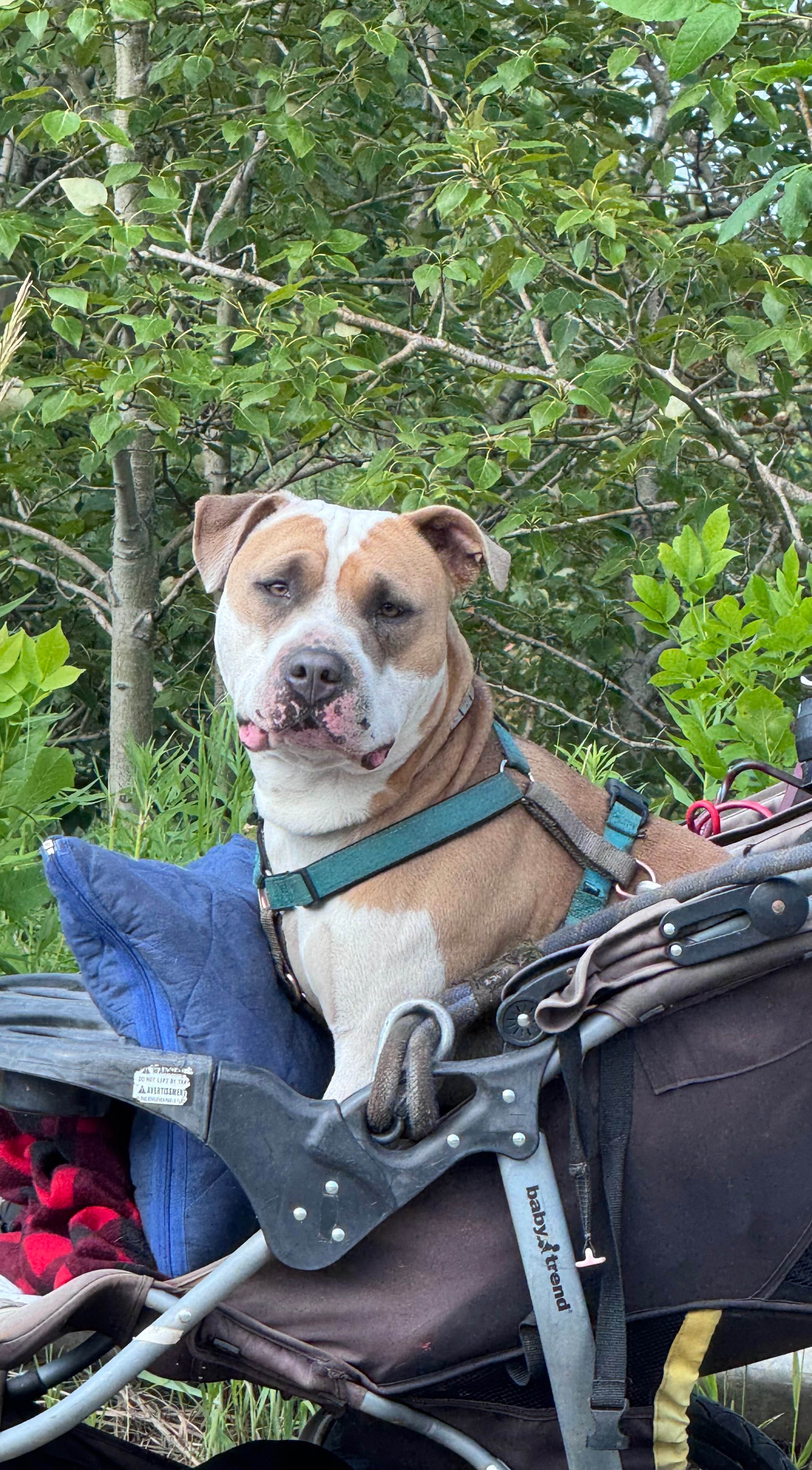Help Us Provide Vet Care for Homeless Pets campaign photo, 7 of 7