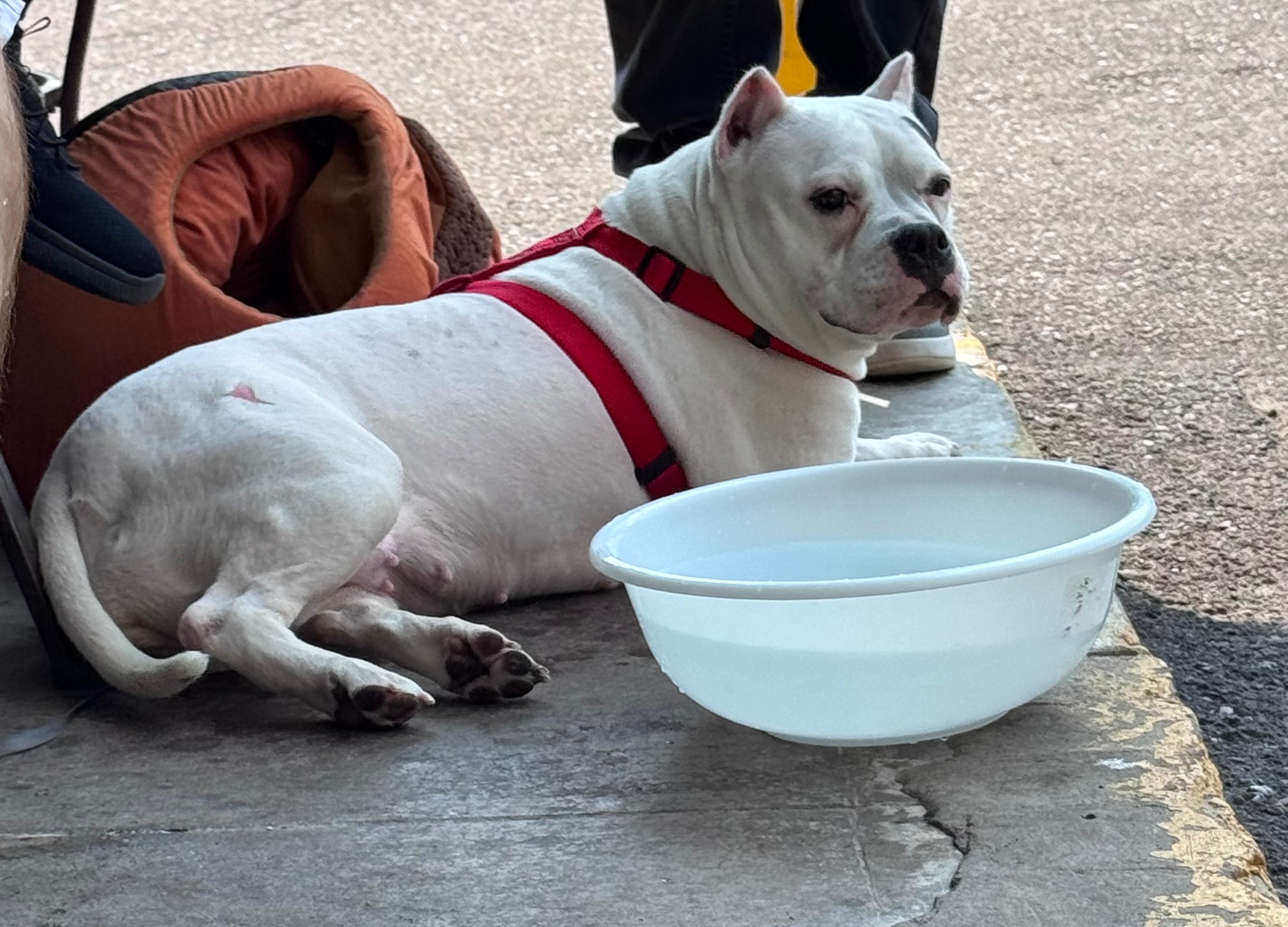 Help Us Provide Vet Care for Homeless Pets campaign photo, 5 of 7